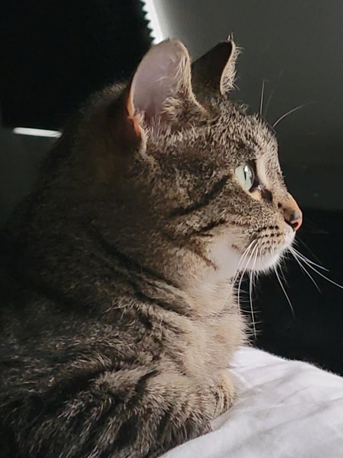 Enlarge Ginger, a Adopted Torbie in Mentor, OH image 2/2