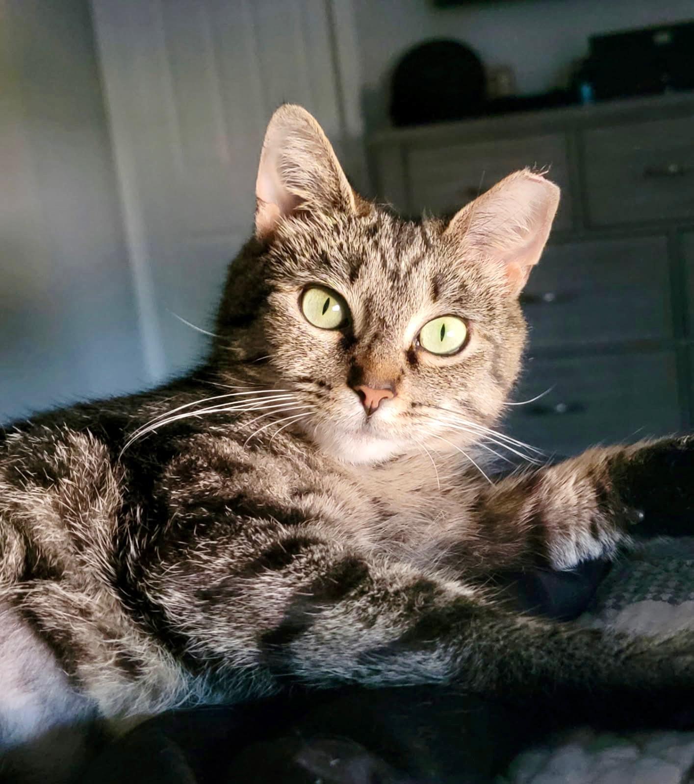 Enlarge Ginger, a Adopted Torbie in Mentor, OH image 1/2