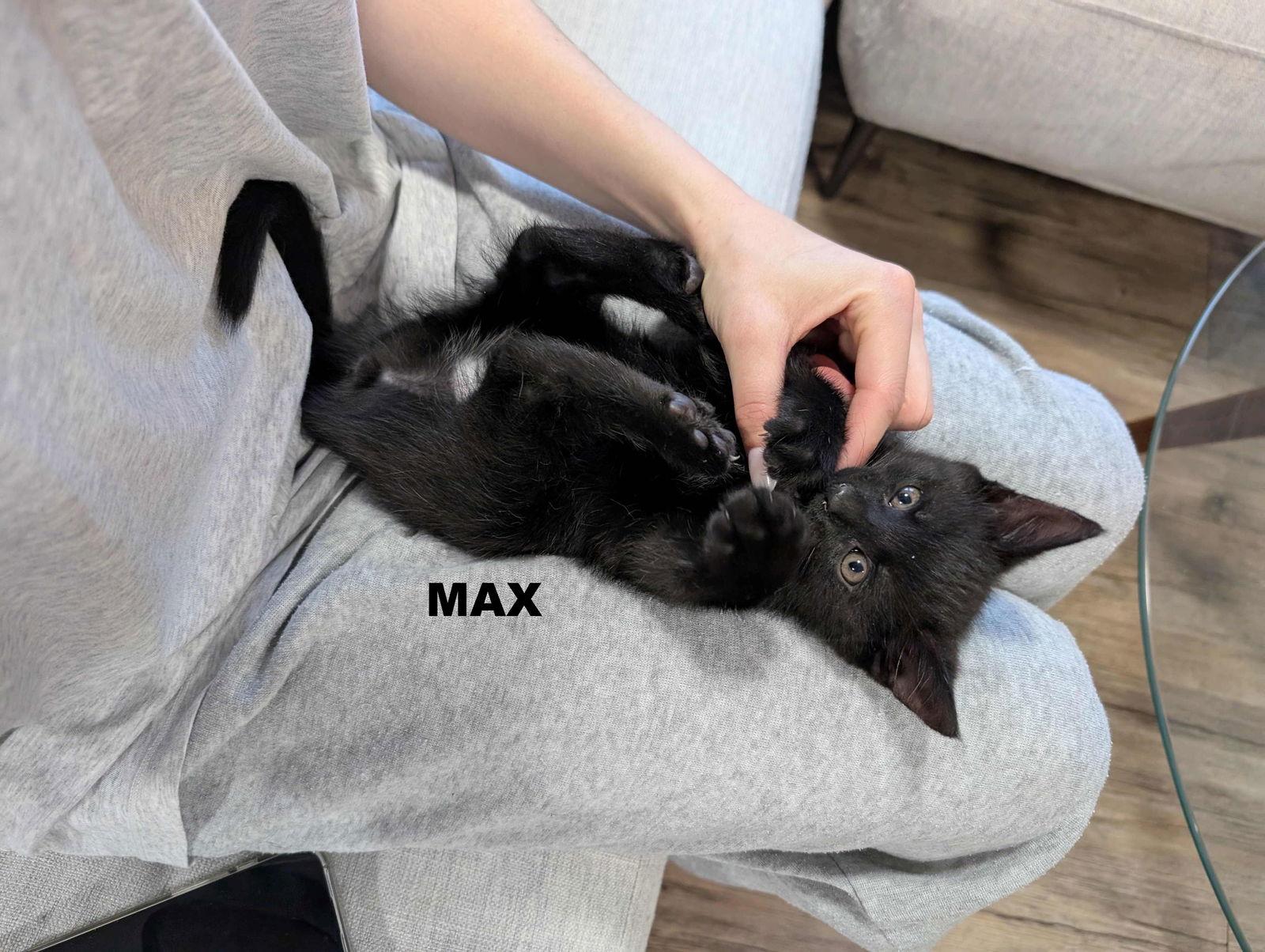 Max, a Adopted Domestic Short Hair in Markham, ON image 1/3