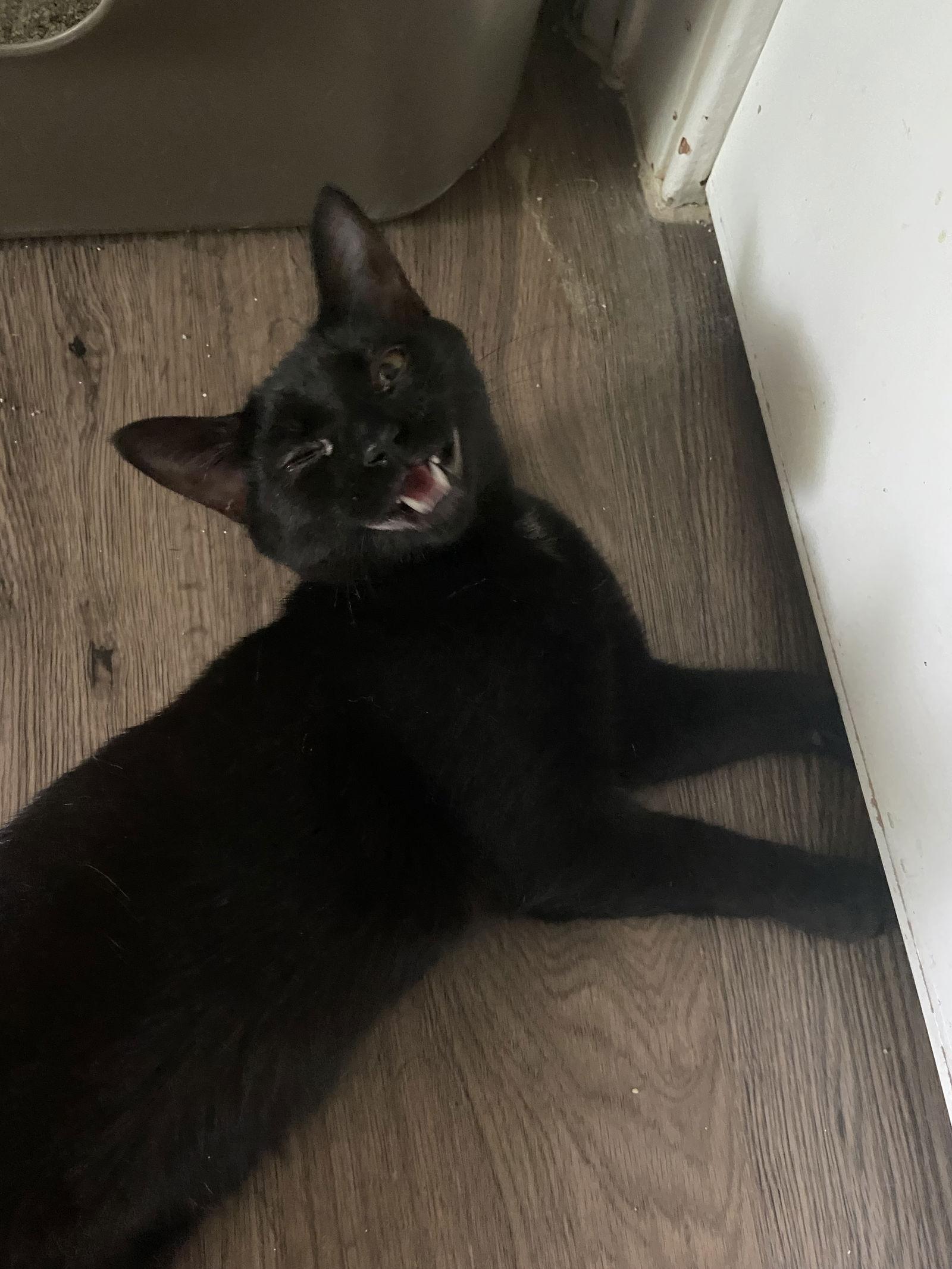 Max, a Adopted Domestic Short Hair in Markham, ON image 2/3