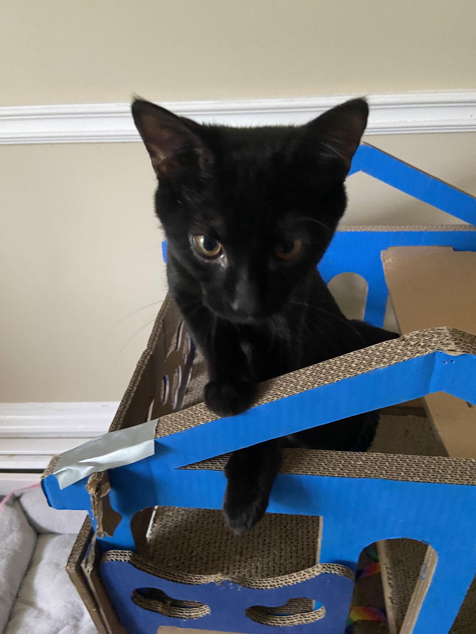 Max, a Adopted Domestic Short Hair in Markham, ON image 3/3