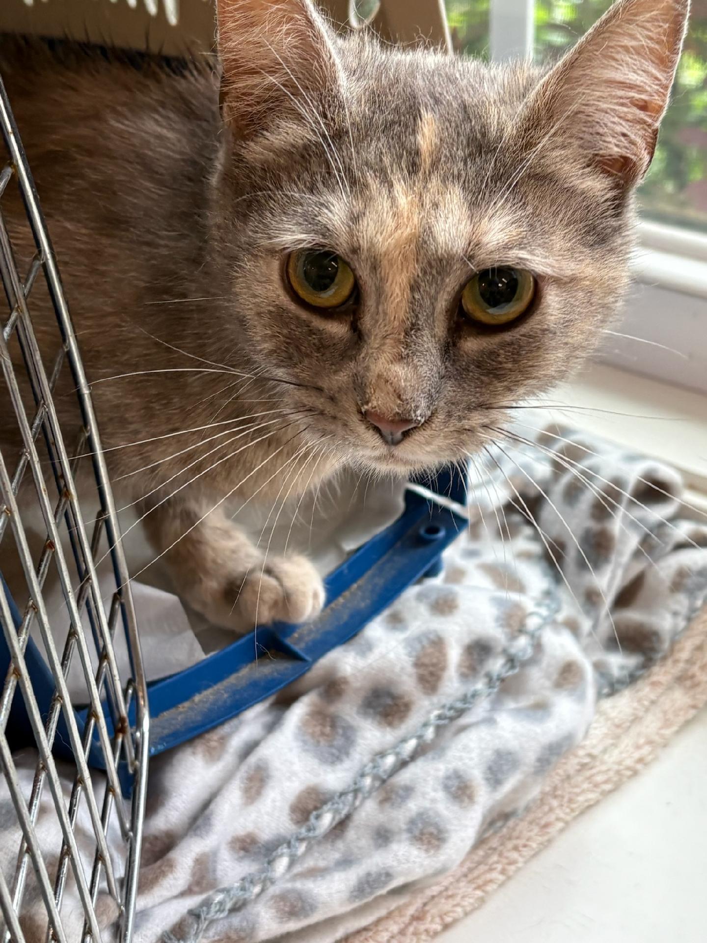 Cicada, ADOPTABLE, Young Female Dilute Tortoiseshell.