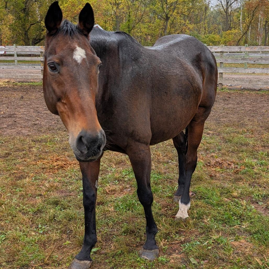 Enlarge Lily, a Adoptable Quarterhorse in Fairport, NY image 1/6