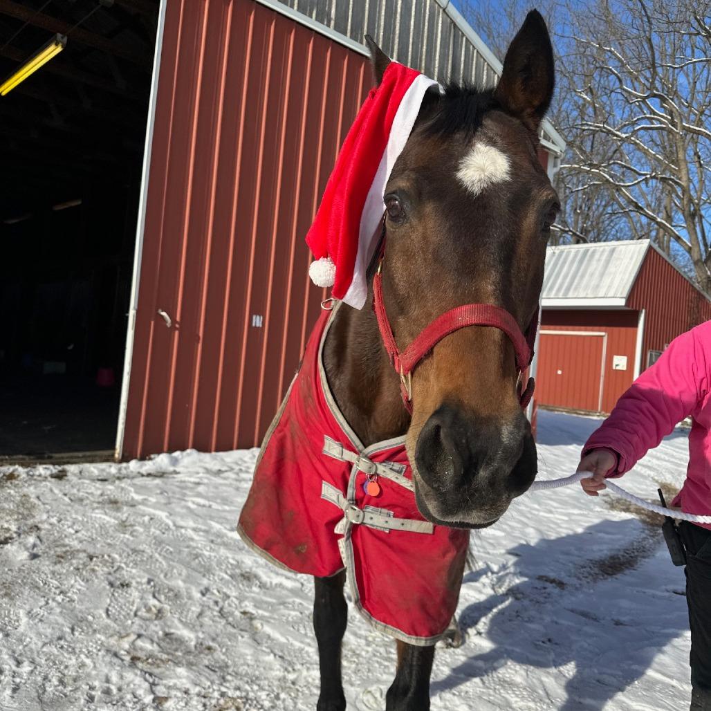 Lily, Adoptable, Senior Female Quarterhorse.