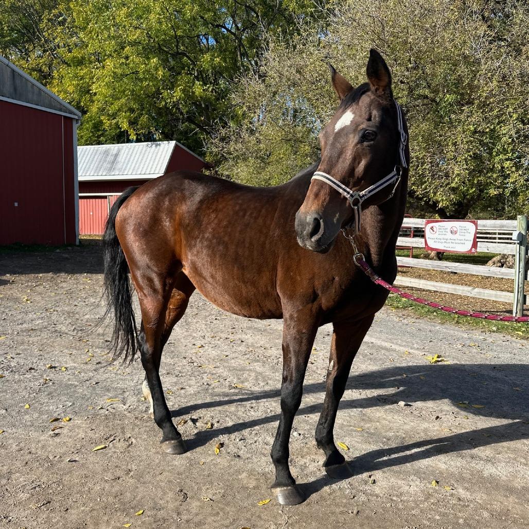 Enlarge Lily, a Adoptable Quarterhorse in Fairport, NY image 3/6