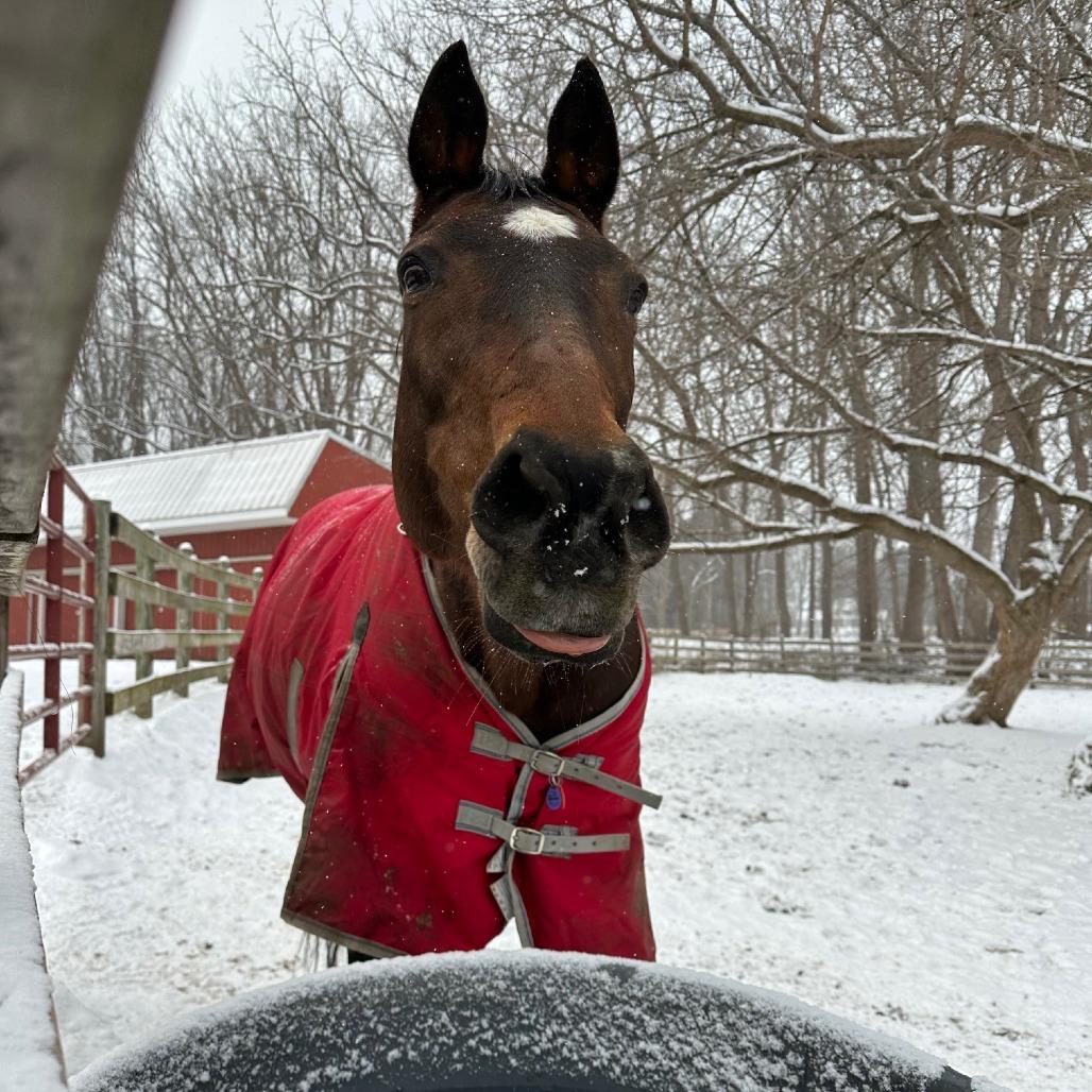 Enlarge Lily, a Adoptable Quarterhorse in Fairport, NY image 3/6