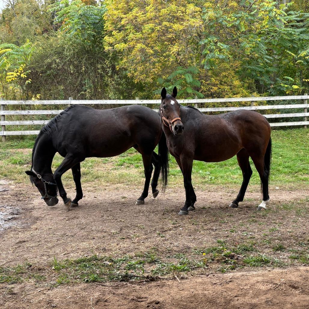 Enlarge Lily, a Adoptable Quarterhorse in Fairport, NY image 4/6