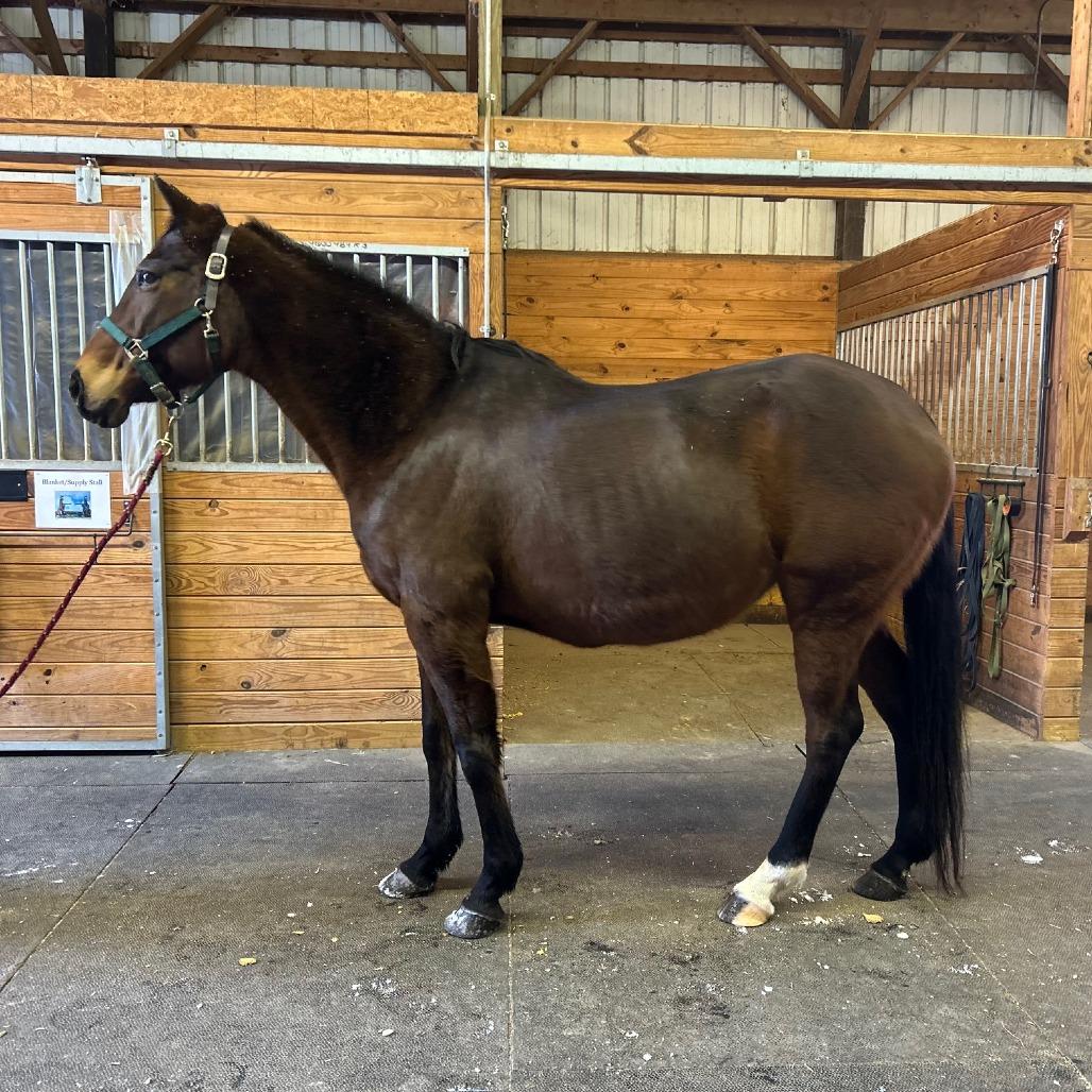 Enlarge Lily, a Adoptable Thoroughbred in Fairport, NY image 3/6