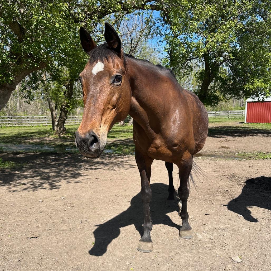 Enlarge Lily, a Adoptable Thoroughbred in Fairport, NY image 4/6