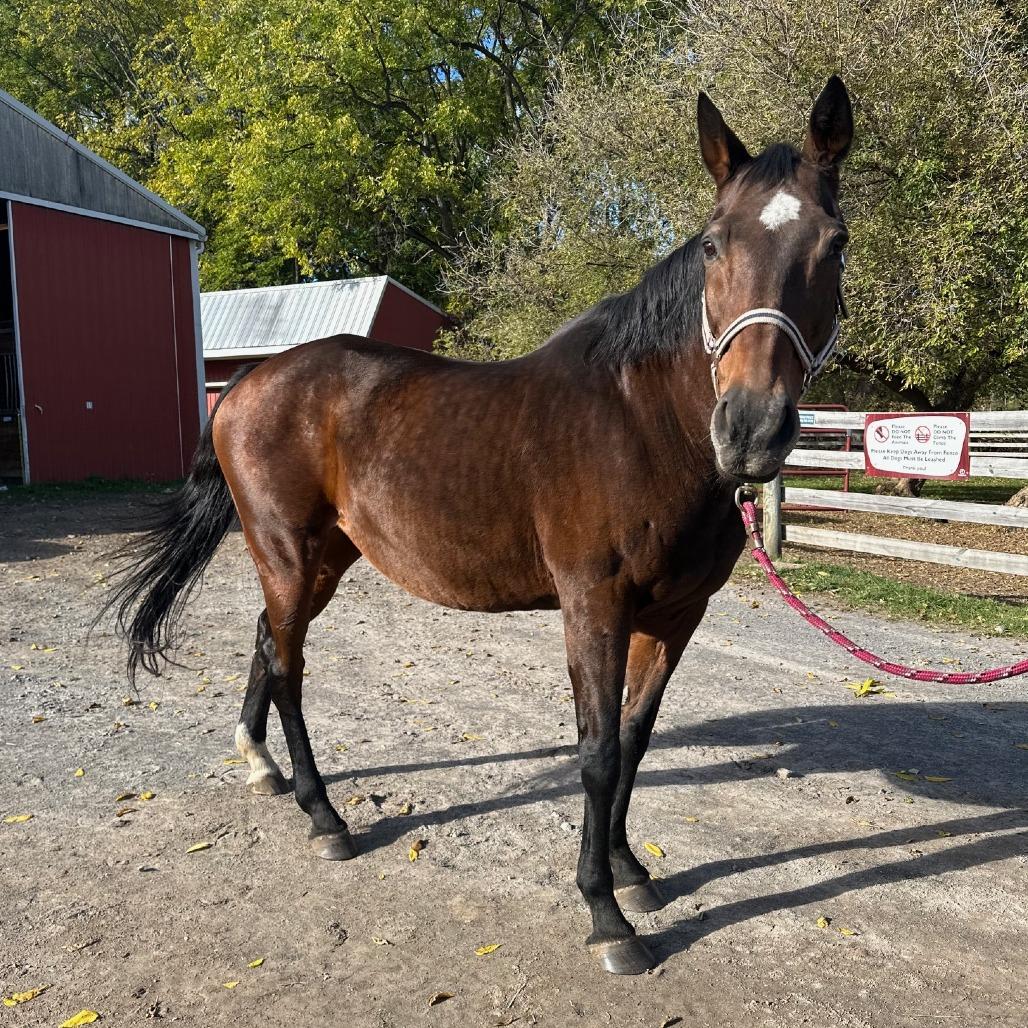 Enlarge Lily, a Adoptable Quarterhorse in Fairport, NY image 5/6
