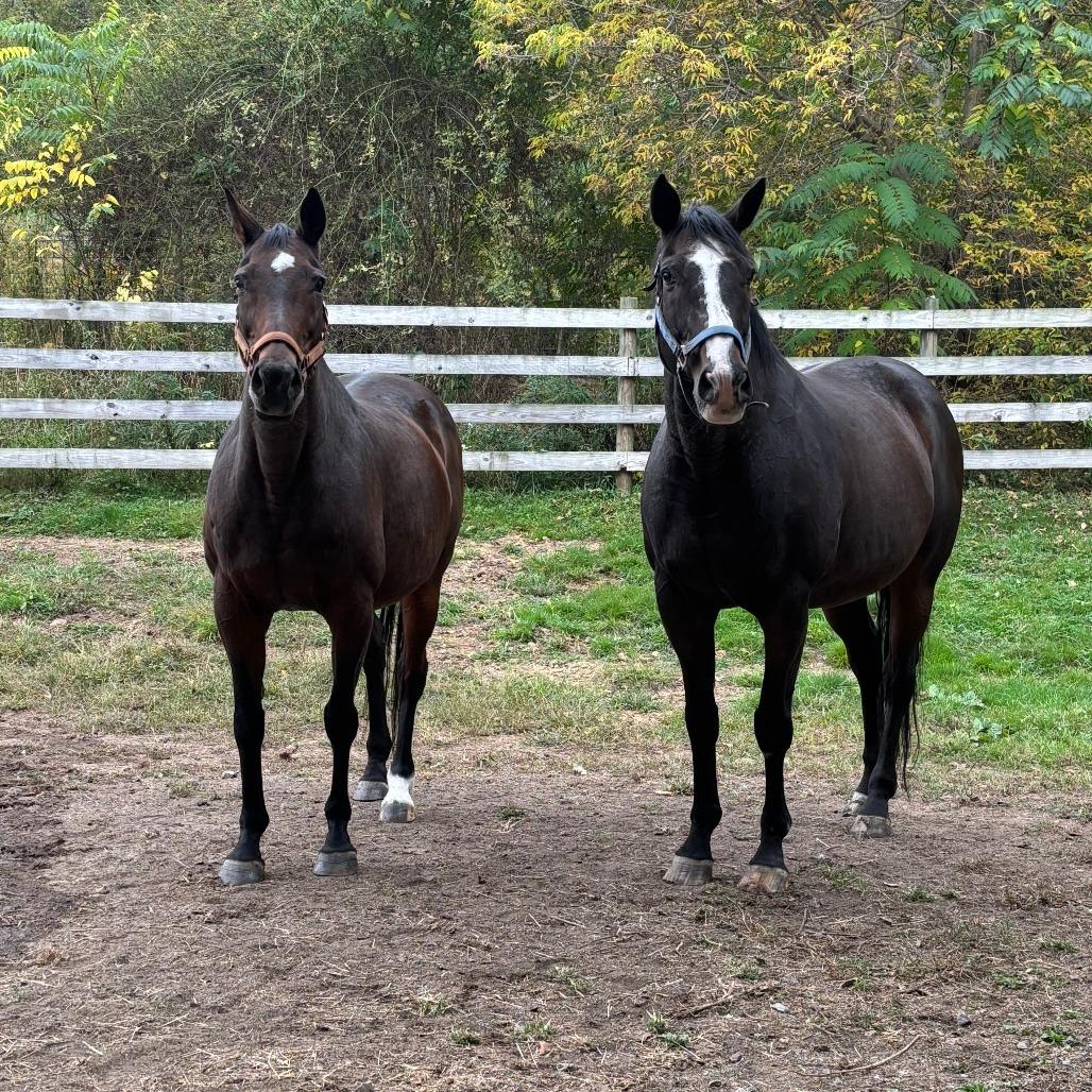 Enlarge Lily, a Adoptable Quarterhorse in Fairport, NY image 6/6