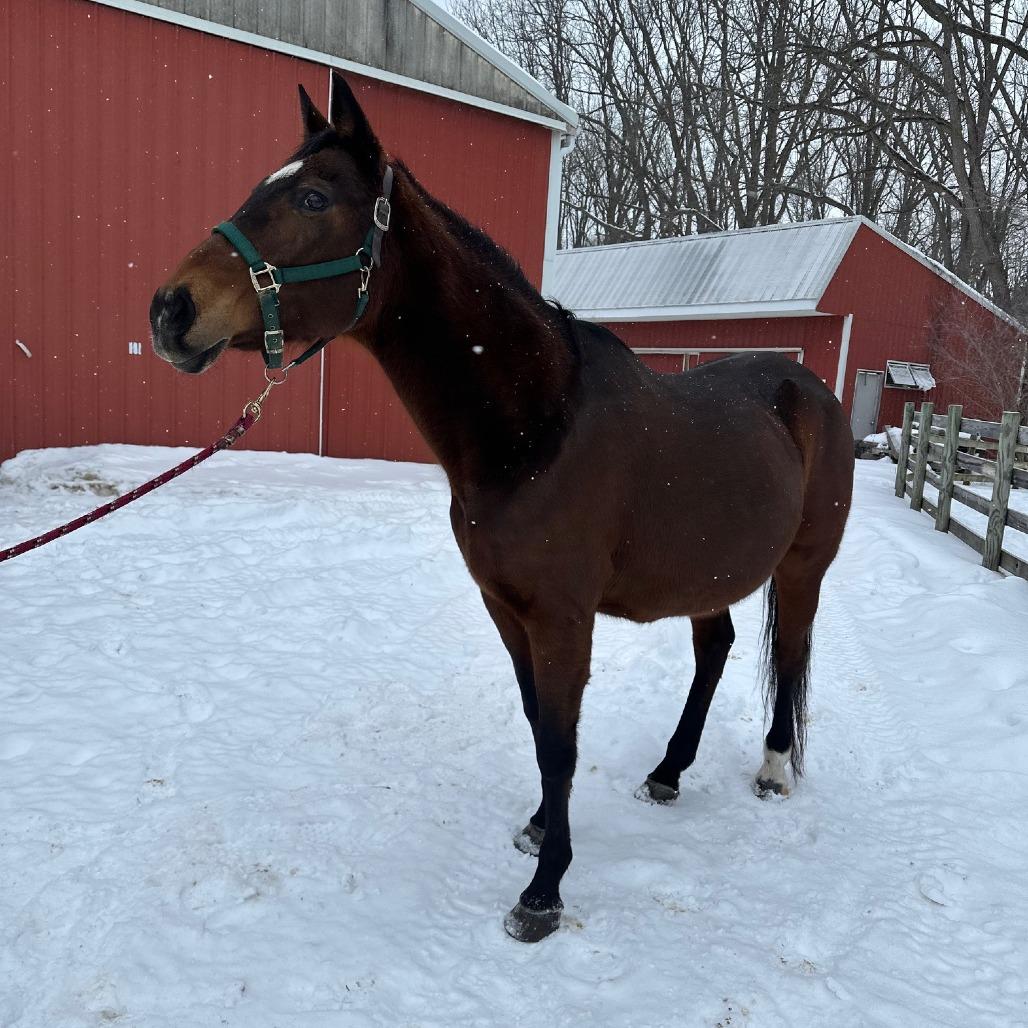 Enlarge Lily, a Adoptable Thoroughbred in Fairport, NY image 6/6