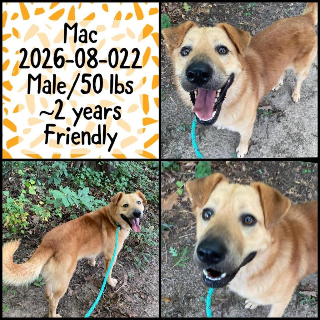 2026-08-022 *Mac*, ADOPTABLE, Young • Male, Chow Chow.