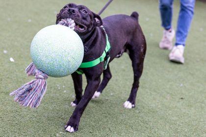 Pokerface 5 — thumbnail 2