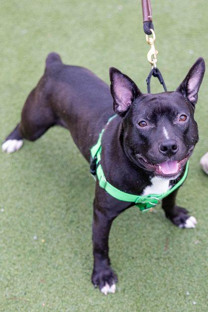 Pokerface 5 — thumbnail 3