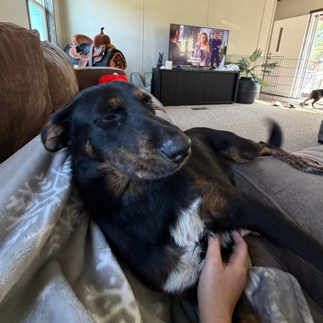 Sammie, Adoptable, Adult Male Black Labrador Retriever & Rottweiler.