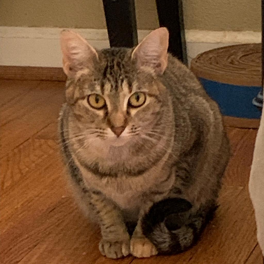 Cardamom, Adoptable, Adult Female Domestic Short Hair.