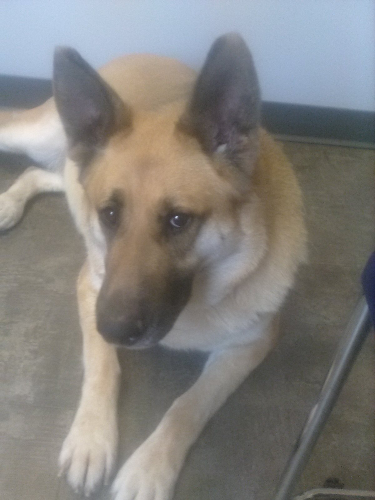 Enlarge Bibi, a Adoptable German Shepherd Dog in Nerstrand, MN image 2/6