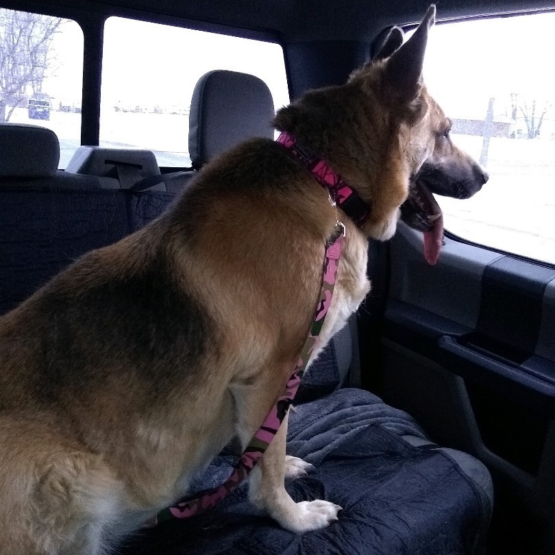 Enlarge Bibi, a Adoptable German Shepherd Dog in Nerstrand, MN image 3/6