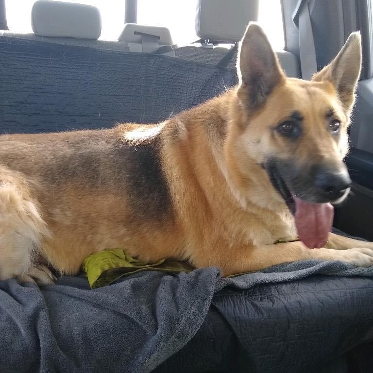 Bibi, Adoptable, Adult Female German Shepherd Dog.