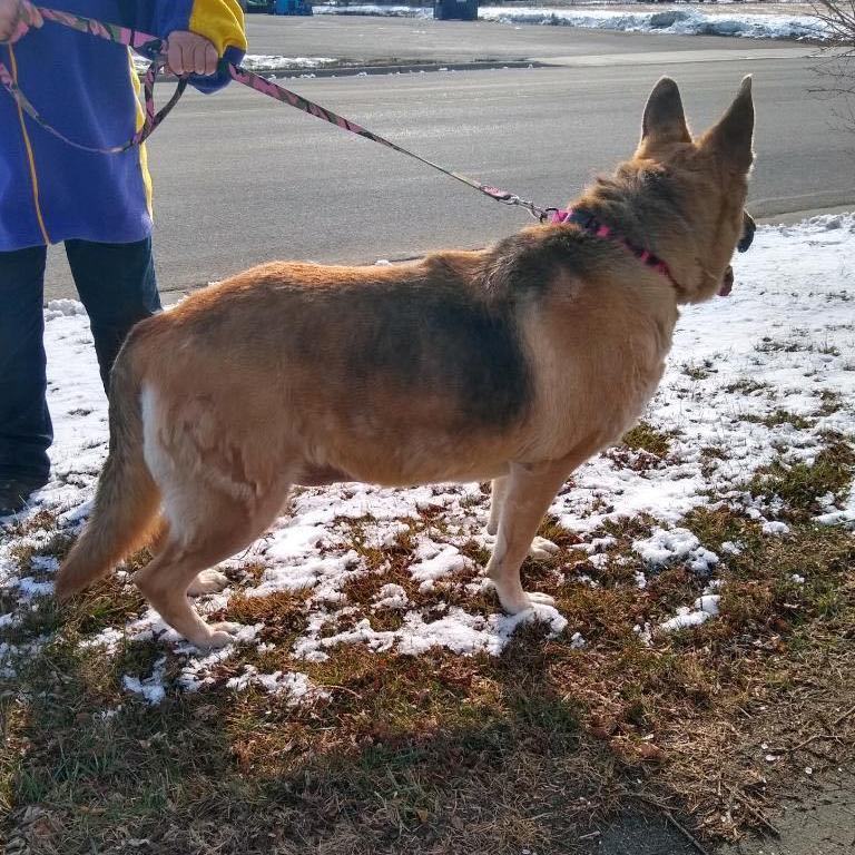 Enlarge Bibi, a Adoptable German Shepherd Dog in Nerstrand, MN image 4/6