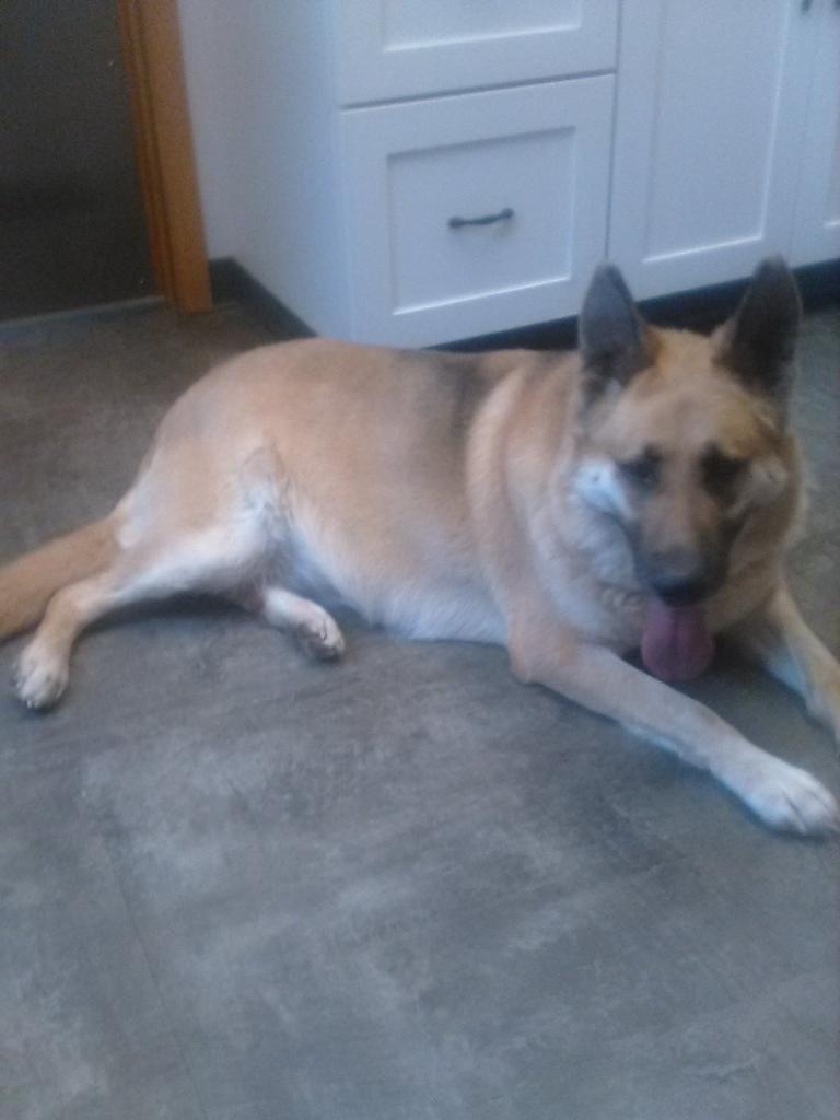 Enlarge Bibi, a Adoptable German Shepherd Dog in Nerstrand, MN image 6/6