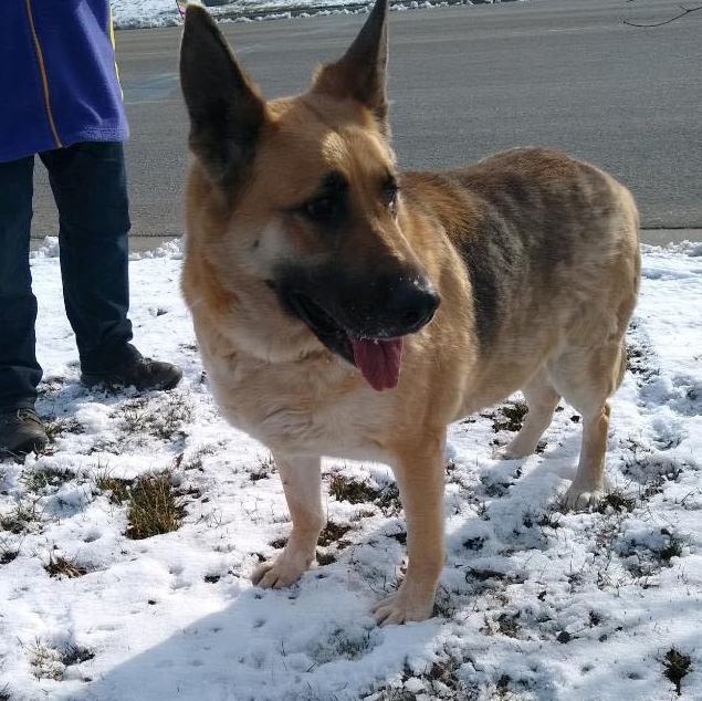 Enlarge Bibi, a Adoptable German Shepherd Dog in Nerstrand, MN image 5/6