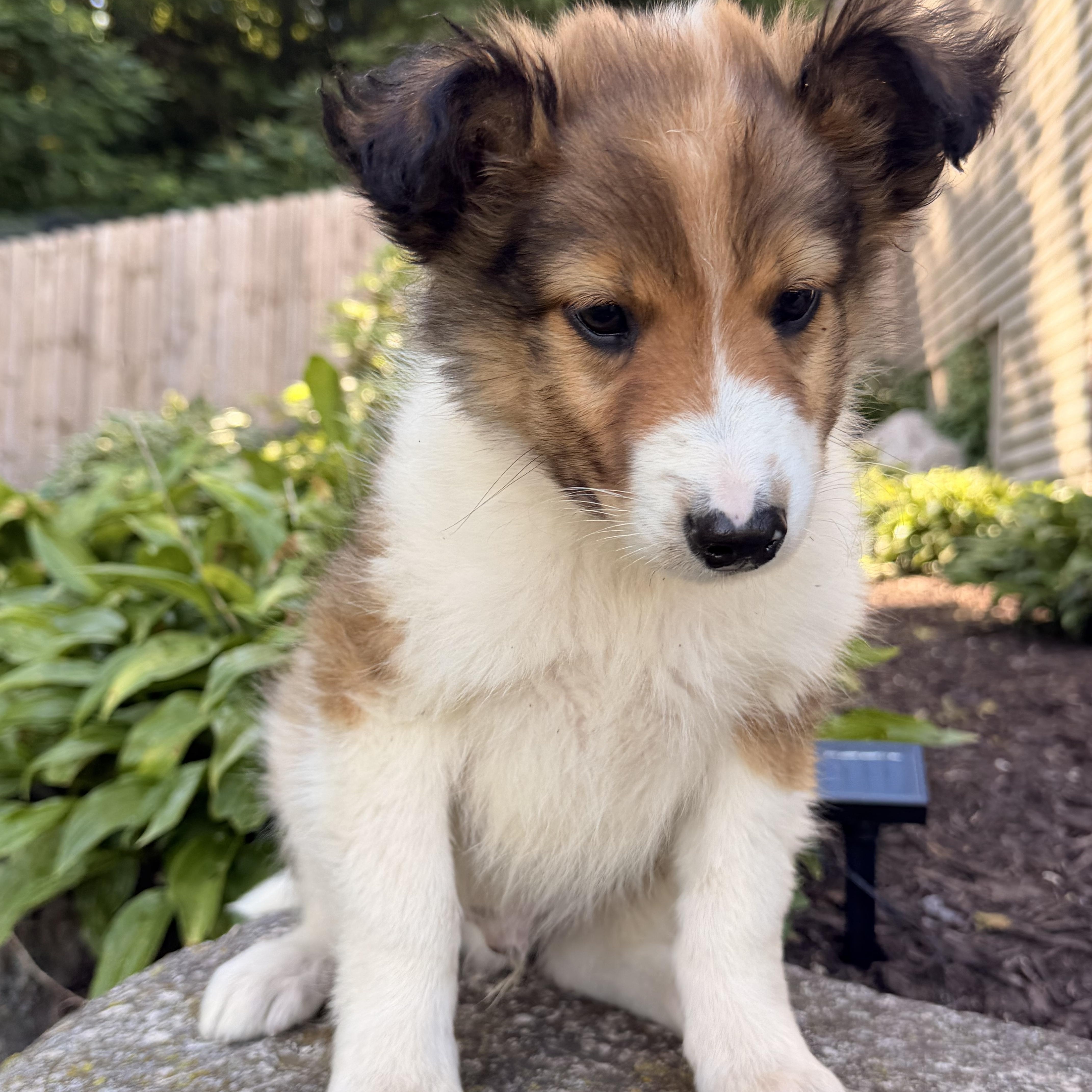 Enlarge Phoenix, a ADOPTABLE mixed breed in North Freedom, WI image 2/3
