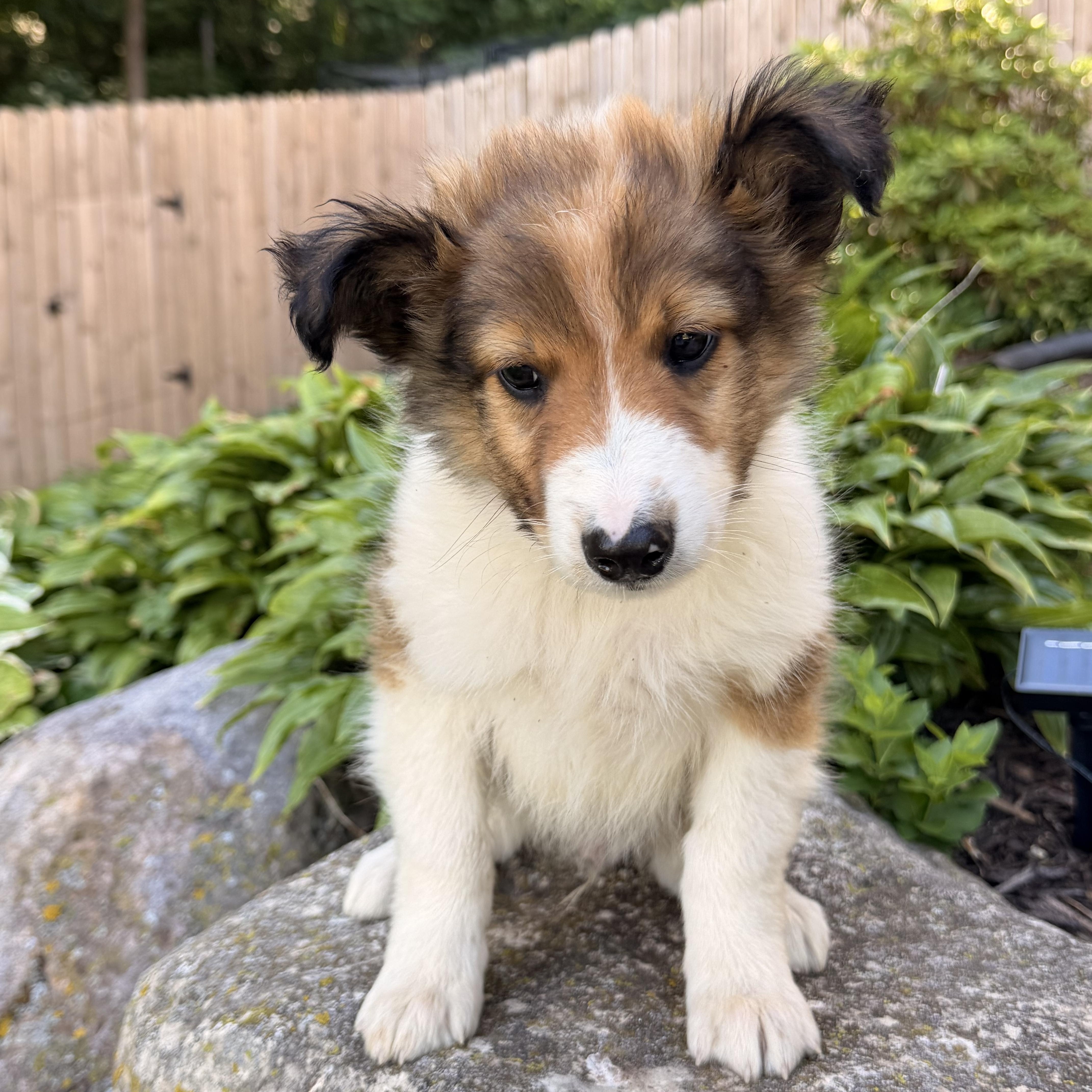 Enlarge Phoenix, a ADOPTABLE mixed breed in North Freedom, WI image 3/3