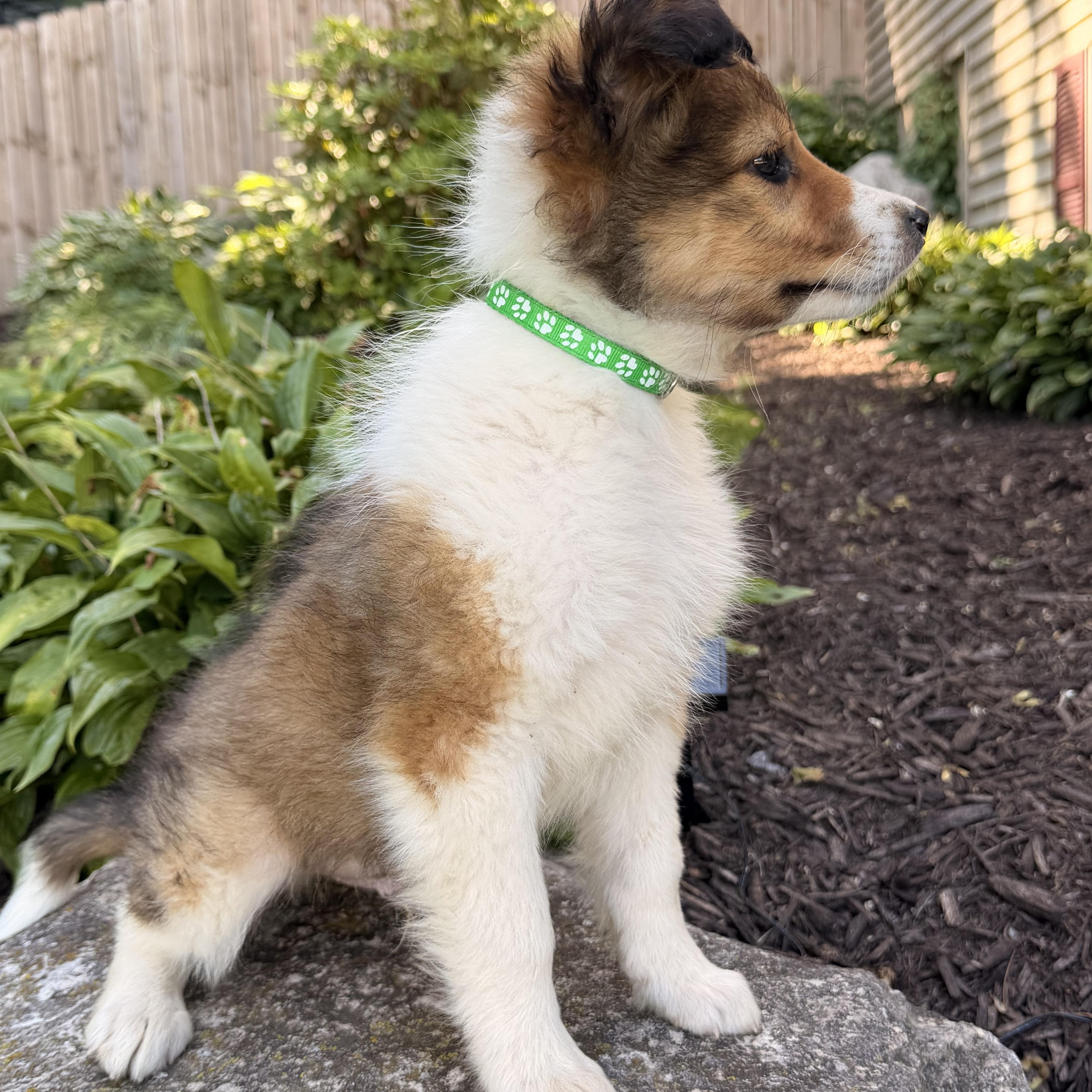 Phoenix, ADOPTABLE, Puppy Male Rough Collie.