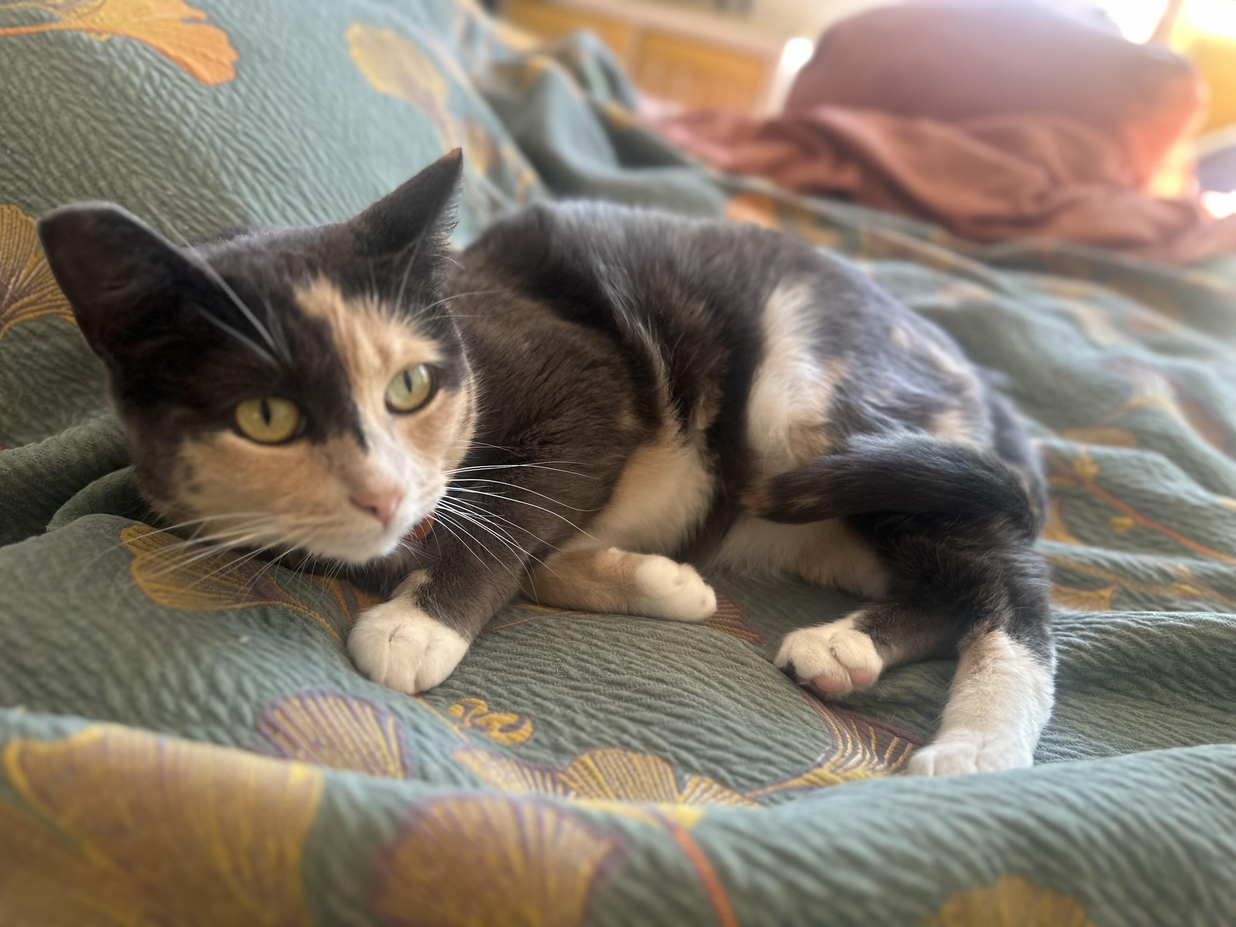 Miso, a Adoptable Dilute Calico in Sherman Oaks, CA image 1/5
