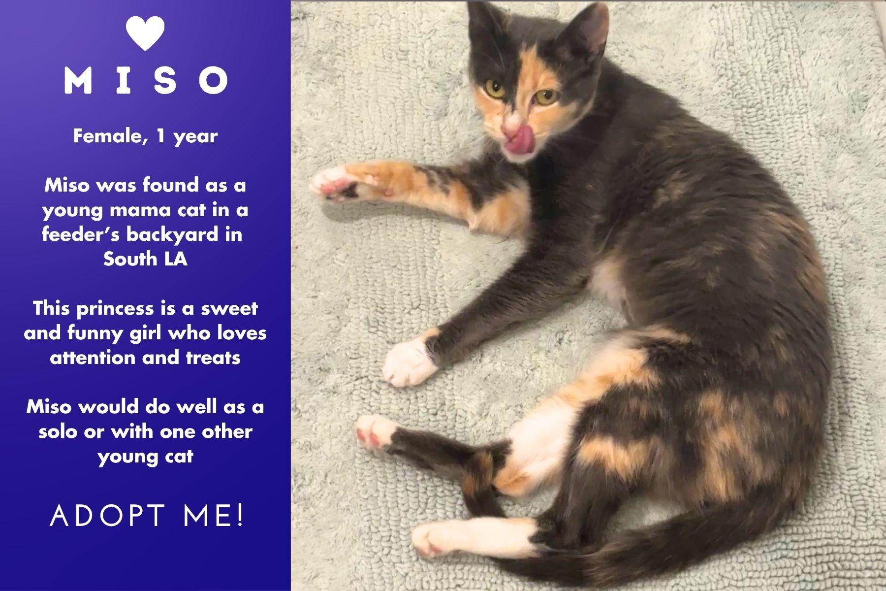 Miso, Adoptable, Young Female Dilute Calico.