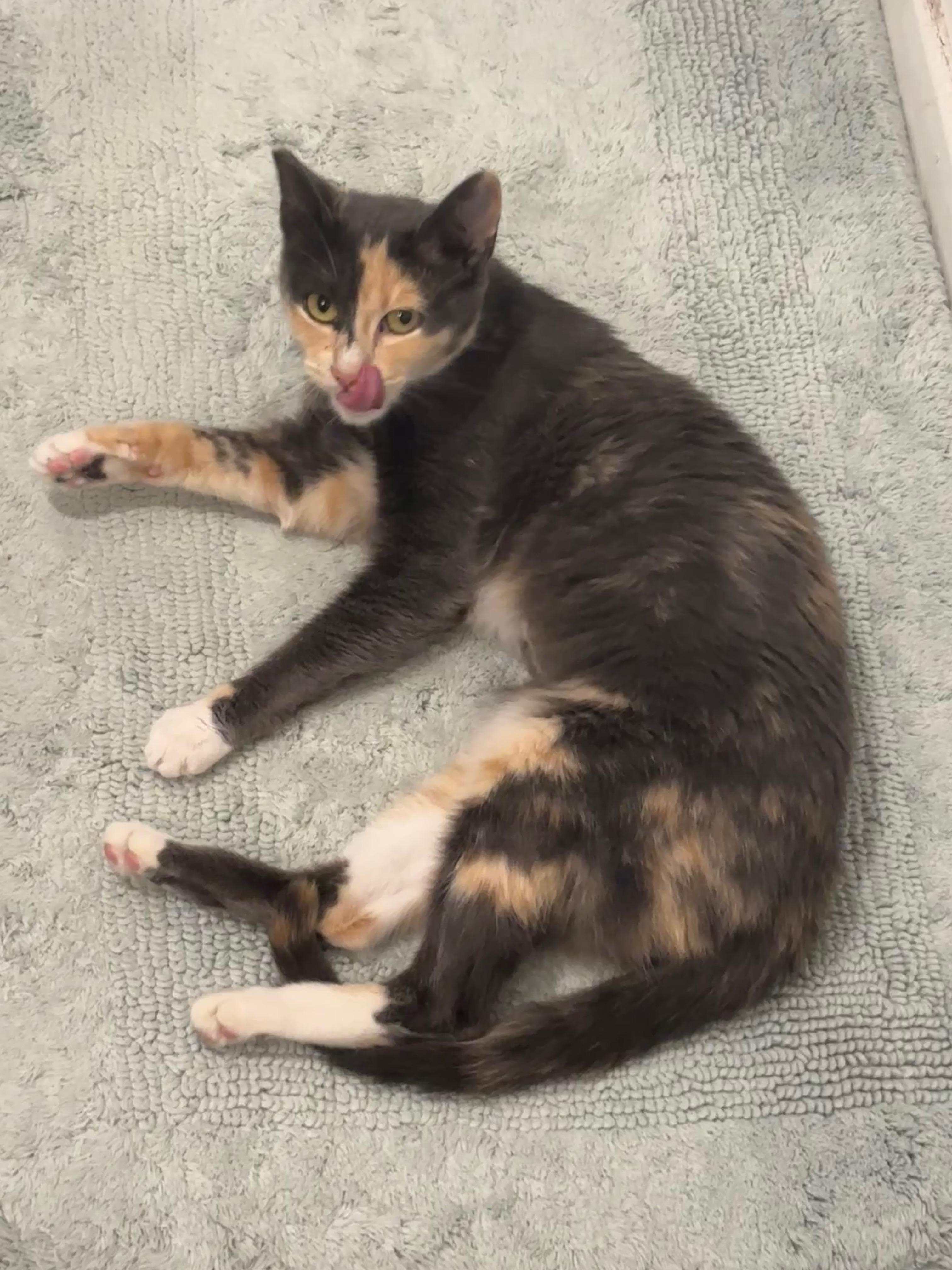 Miso, a Adoptable Dilute Calico in Sherman Oaks, CA image 2/5