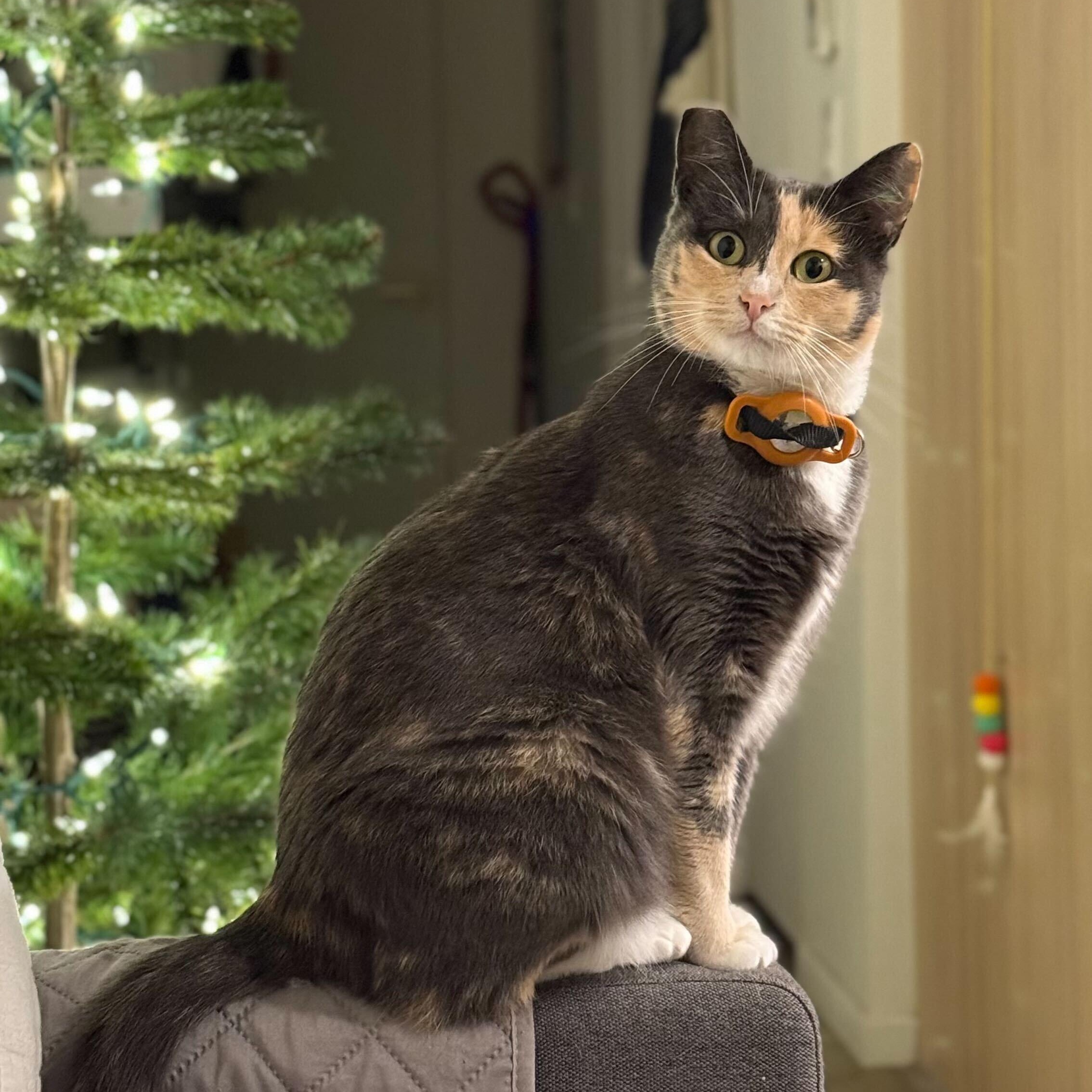 Miso, a Adoptable Dilute Calico in Sherman Oaks, CA image 2/5