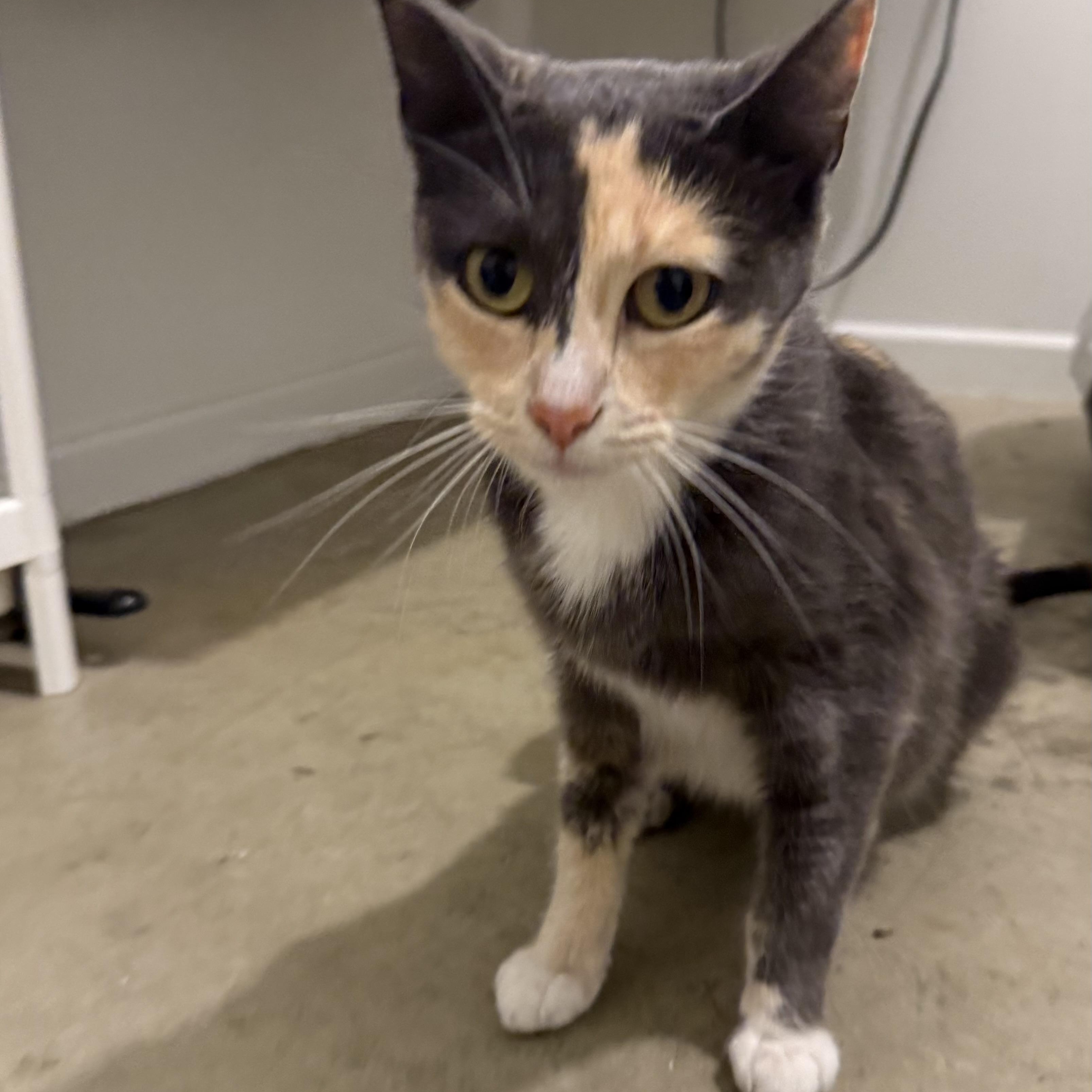 Miso, a Adoptable Dilute Calico in Sherman Oaks, CA image 3/5