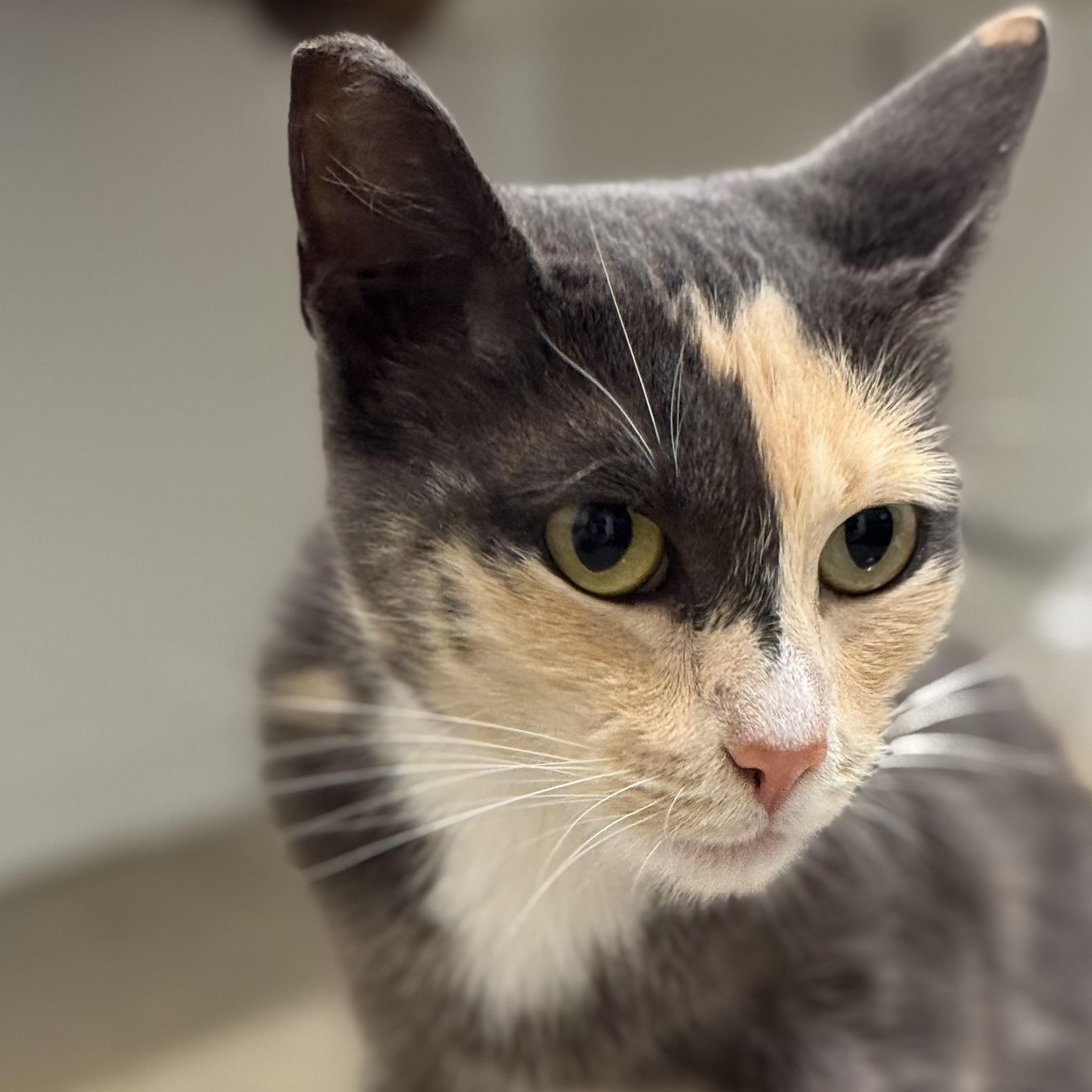 Miso, a Adoptable Dilute Calico in Sherman Oaks, CA image 5/5