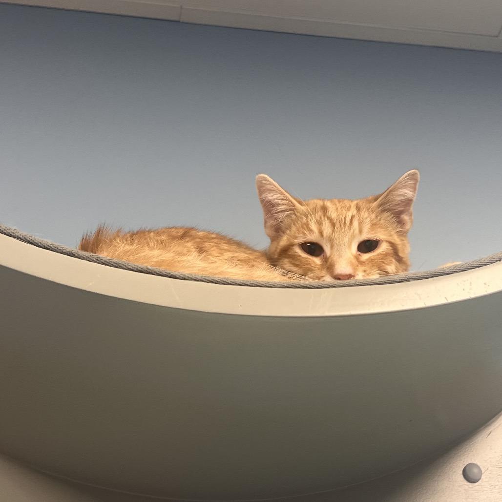 Enlarge Little Foot, a Adoptable Domestic Short Hair in Georgetown, KY image 1/2