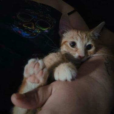 Little Foot, Adoptable, Kitten Male Domestic Short Hair.