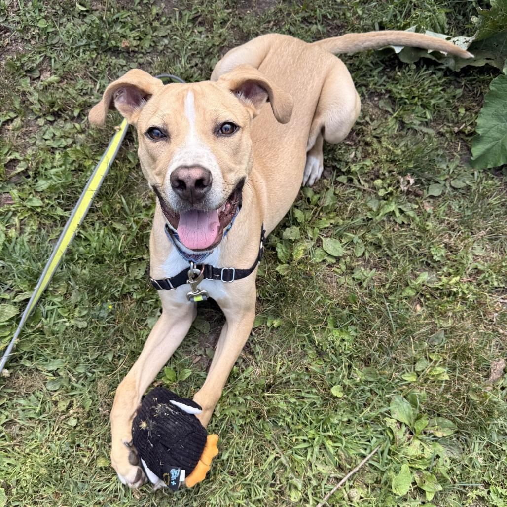 Enlarge Hoagie, a Adoptable Mixed Breed in Oshkosh, WI image 1/6