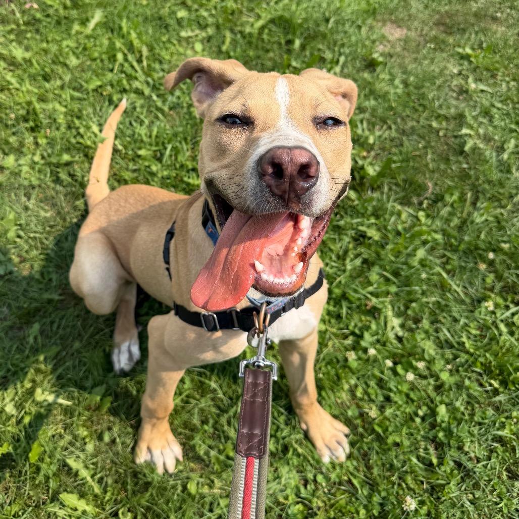 Enlarge Hoagie, a Adoptable Mixed Breed in Oshkosh, WI image 2/6