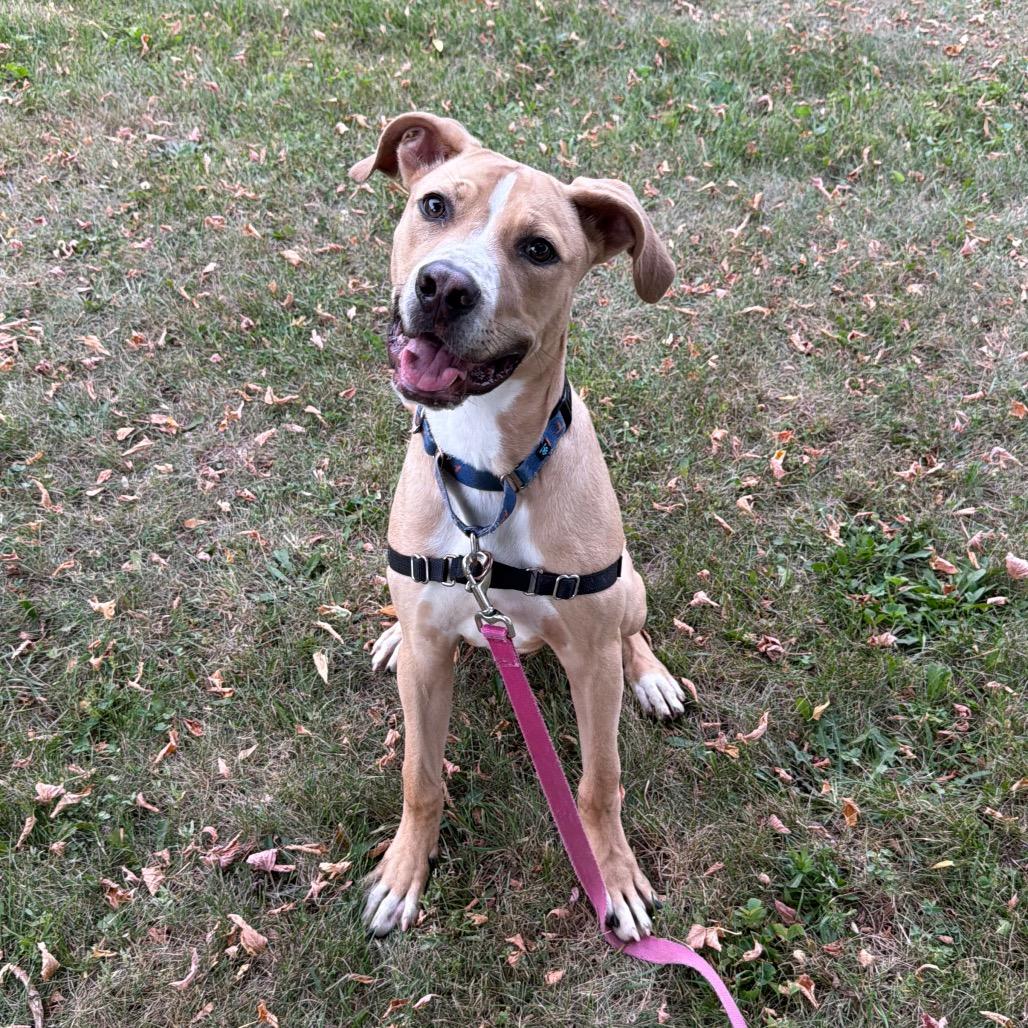 Enlarge Hoagie, a Adoptable Mixed Breed in Oshkosh, WI image 3/6