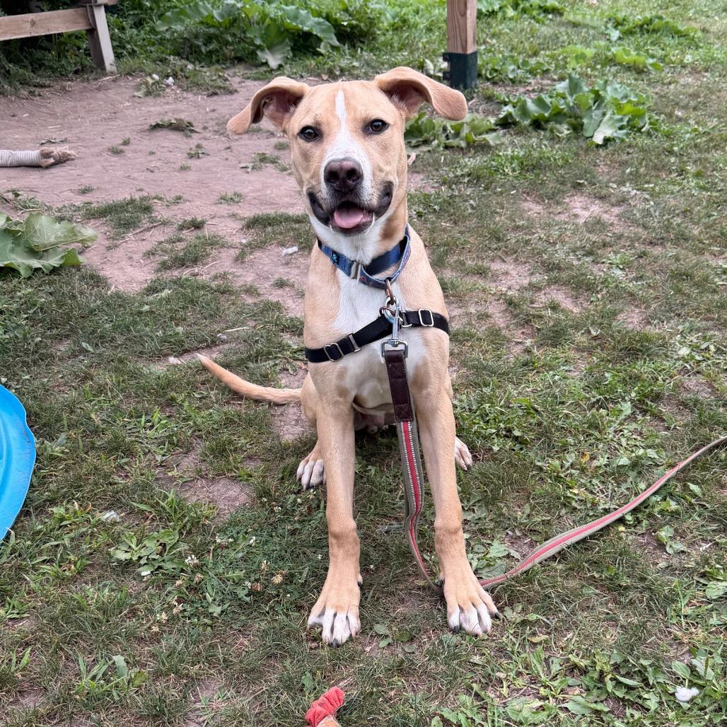 Enlarge Hoagie, a Adoptable Mixed Breed in Oshkosh, WI image 4/6