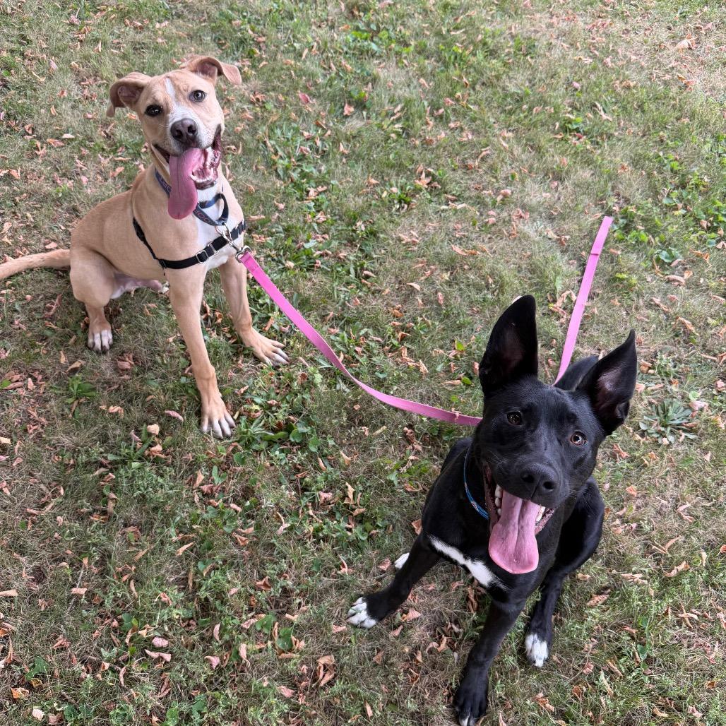Enlarge Hoagie, a Adoptable Mixed Breed in Oshkosh, WI image 5/6