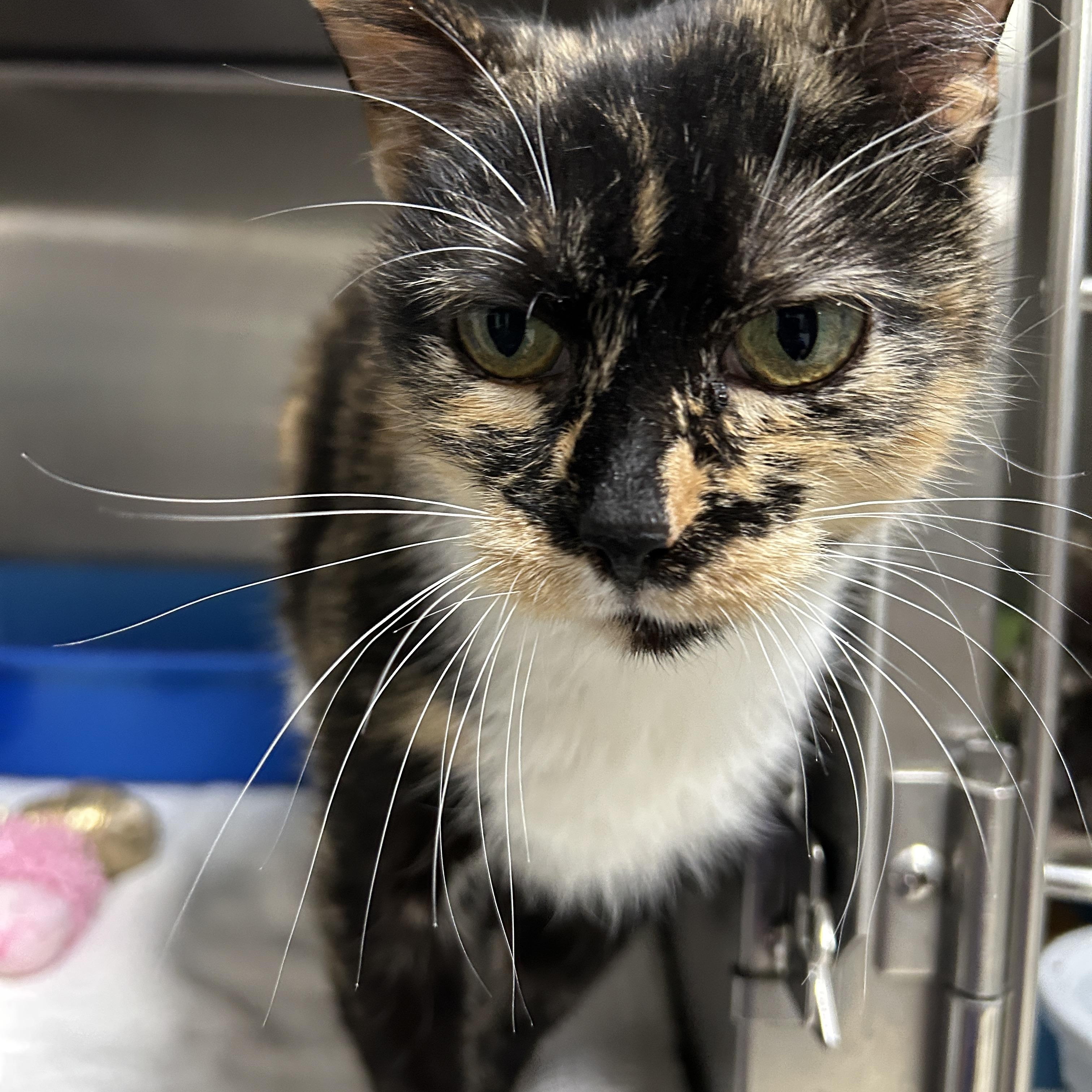 Mama Lulu, a Adoptable Calico in La Grange Park, IL image 5/6