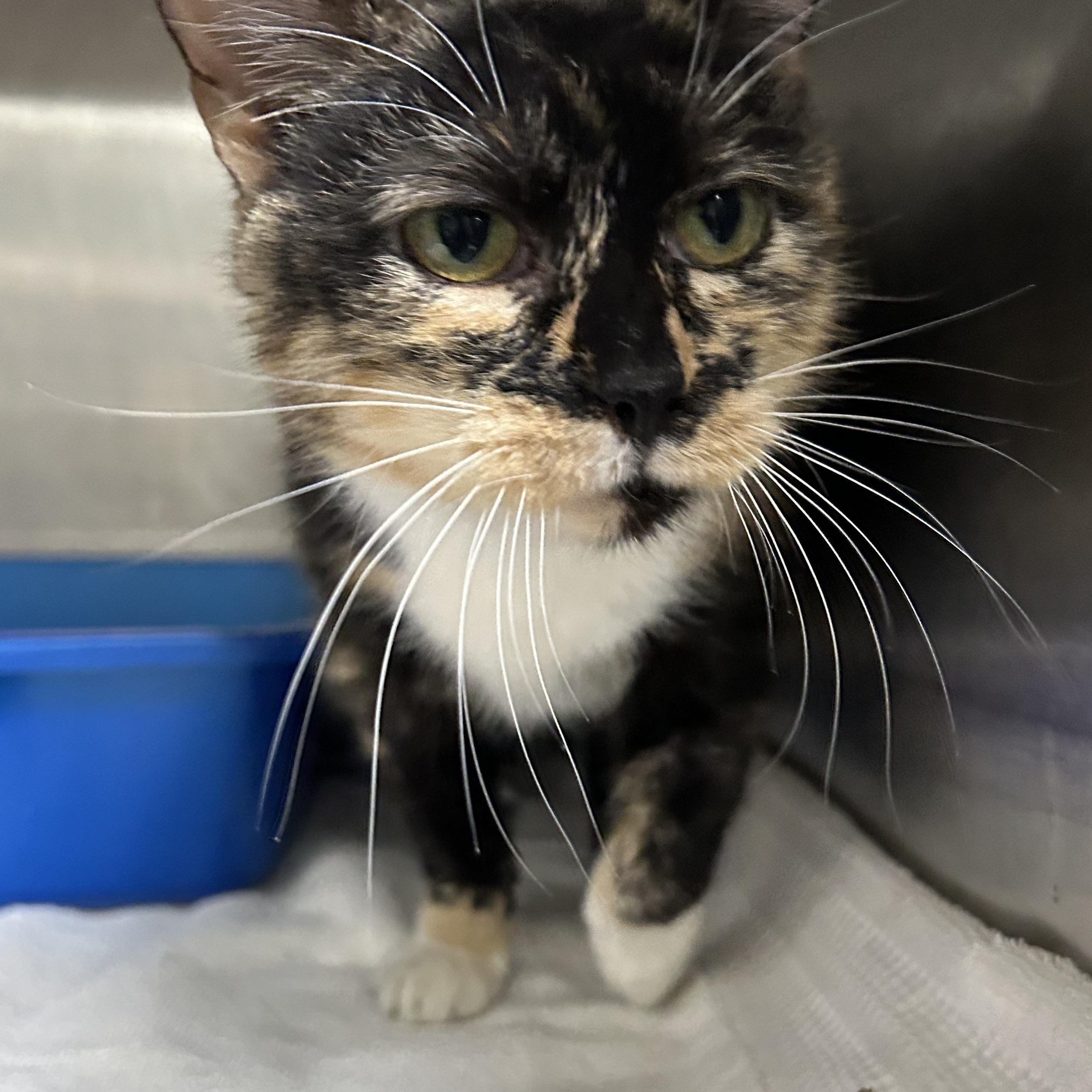Mama Lulu, a Adoptable Calico in La Grange Park, IL image 6/6