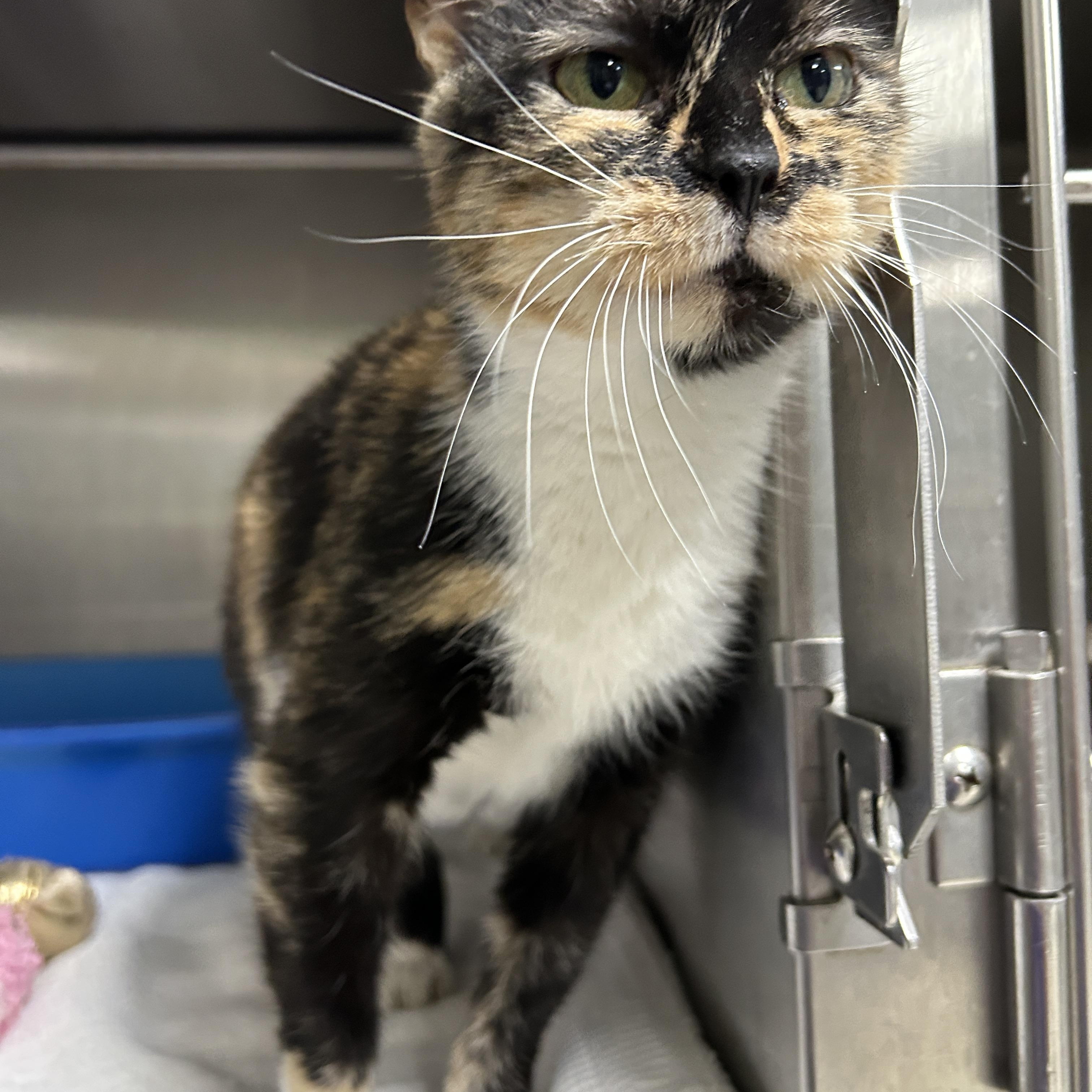 Mama Lulu, a Adoptable Calico in La Grange Park, IL image 4/6