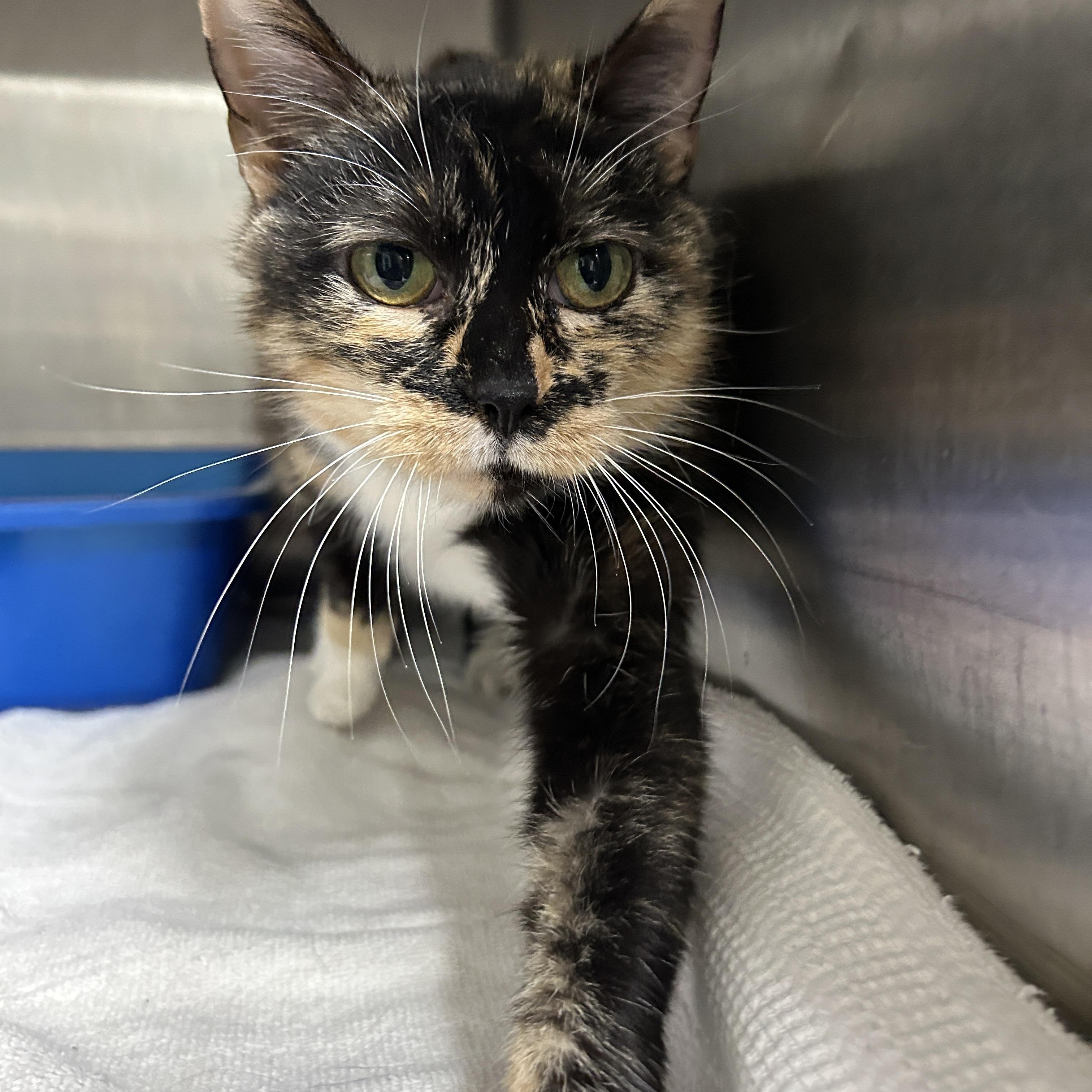 Mama Lulu, a Adoptable Calico in La Grange Park, IL image 2/6