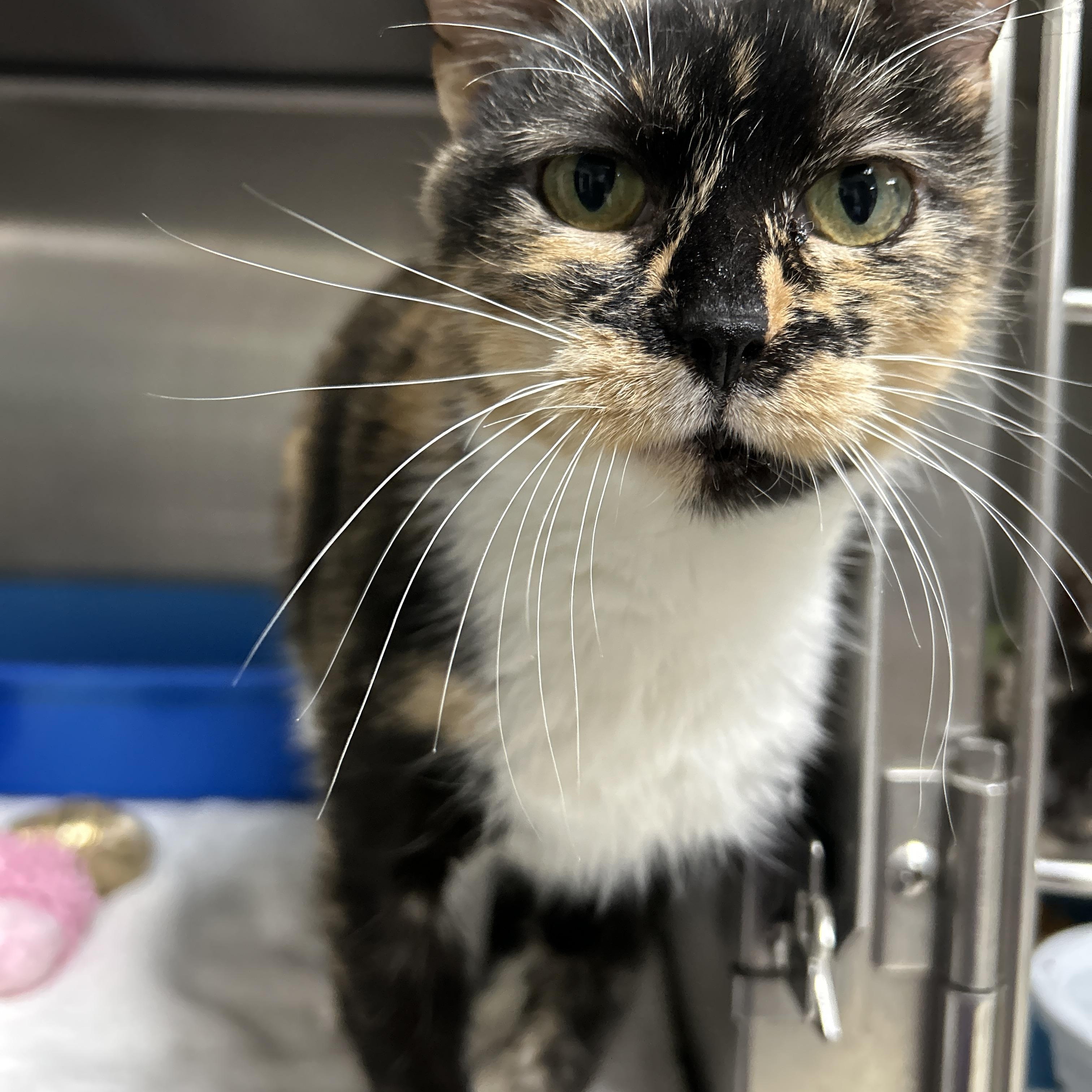 Mama Lulu, Adoptable, Adult Female Calico.