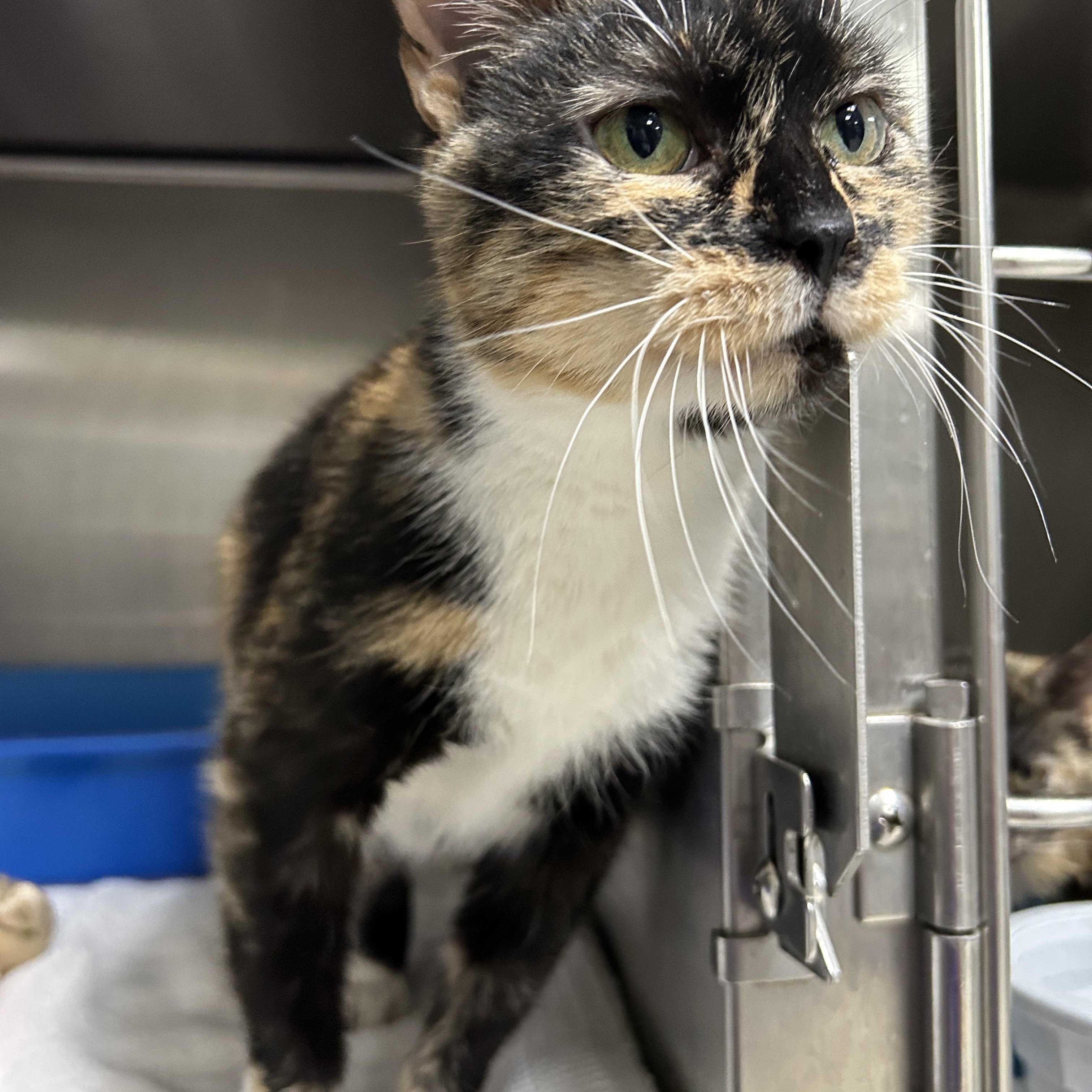Mama Lulu, a Adoptable Calico in La Grange Park, IL image 3/6