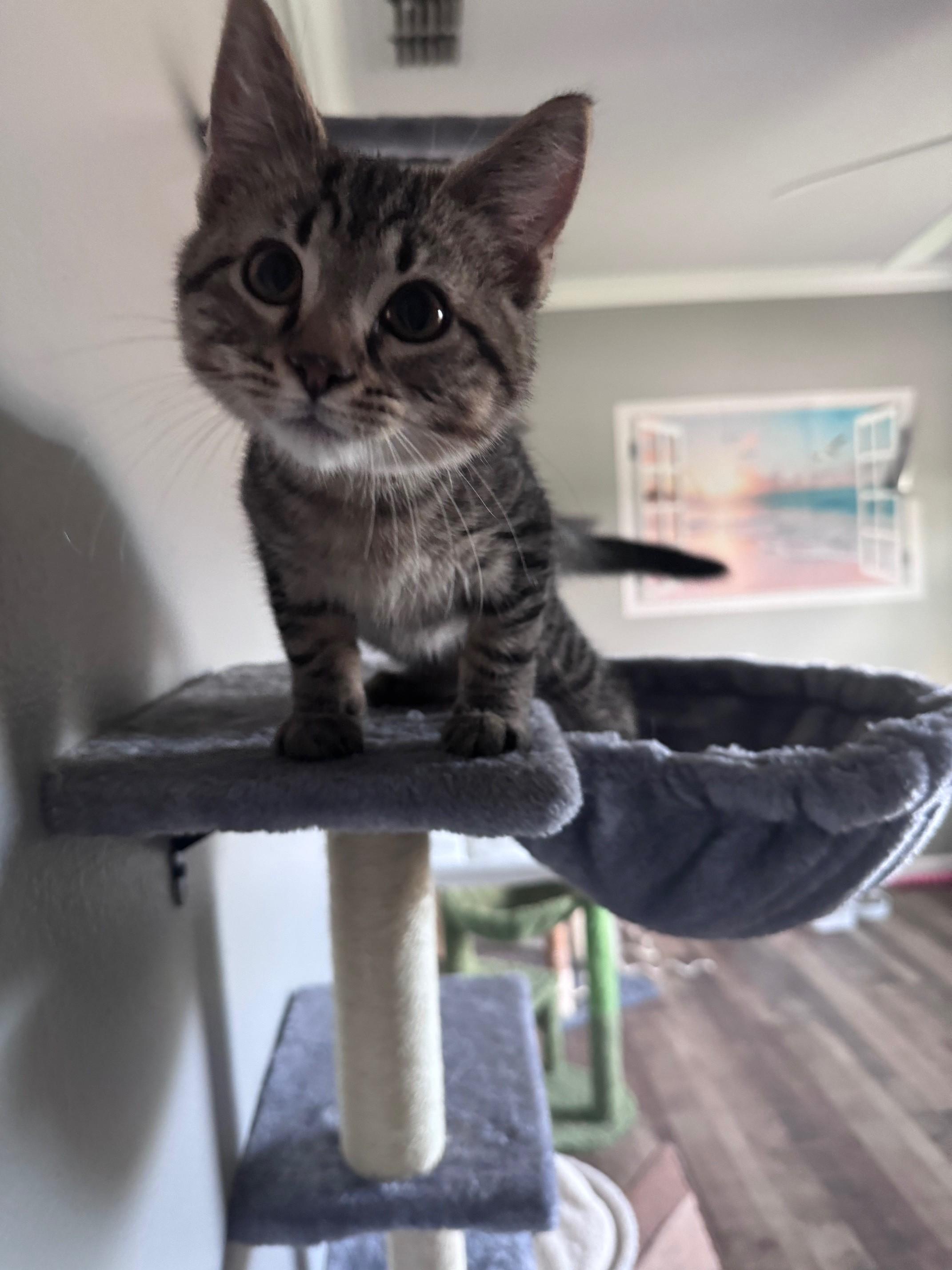Tiny Tim